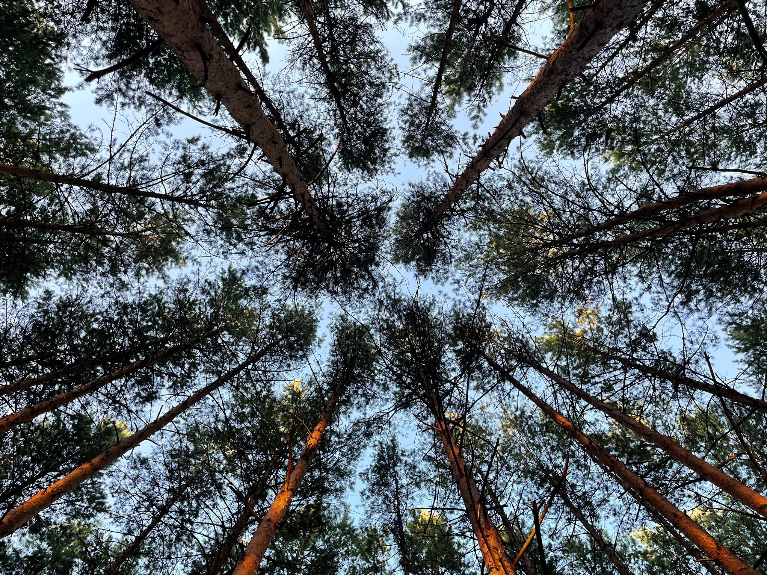 Прогулка в сосновом лесу Подмосковья: г. Сергиев Посад. Проект «Фотокладовка»: блог уличной фотографии в формате street photo