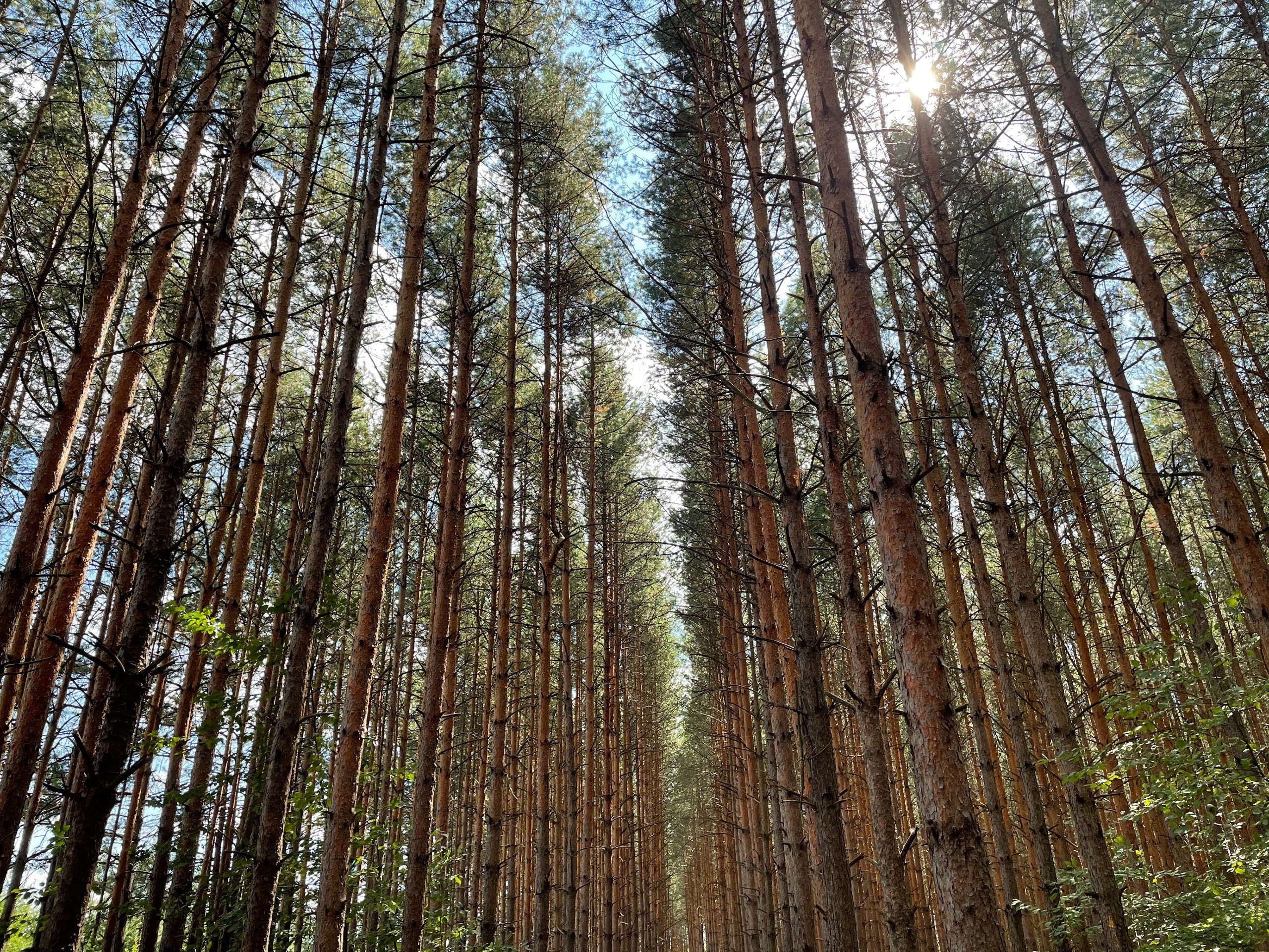 Прогулка в сосновом лесу Подмосковья: г. Сергиев Посад. Проект «Фотокладовка»: блог уличной фотографии в формате street photo