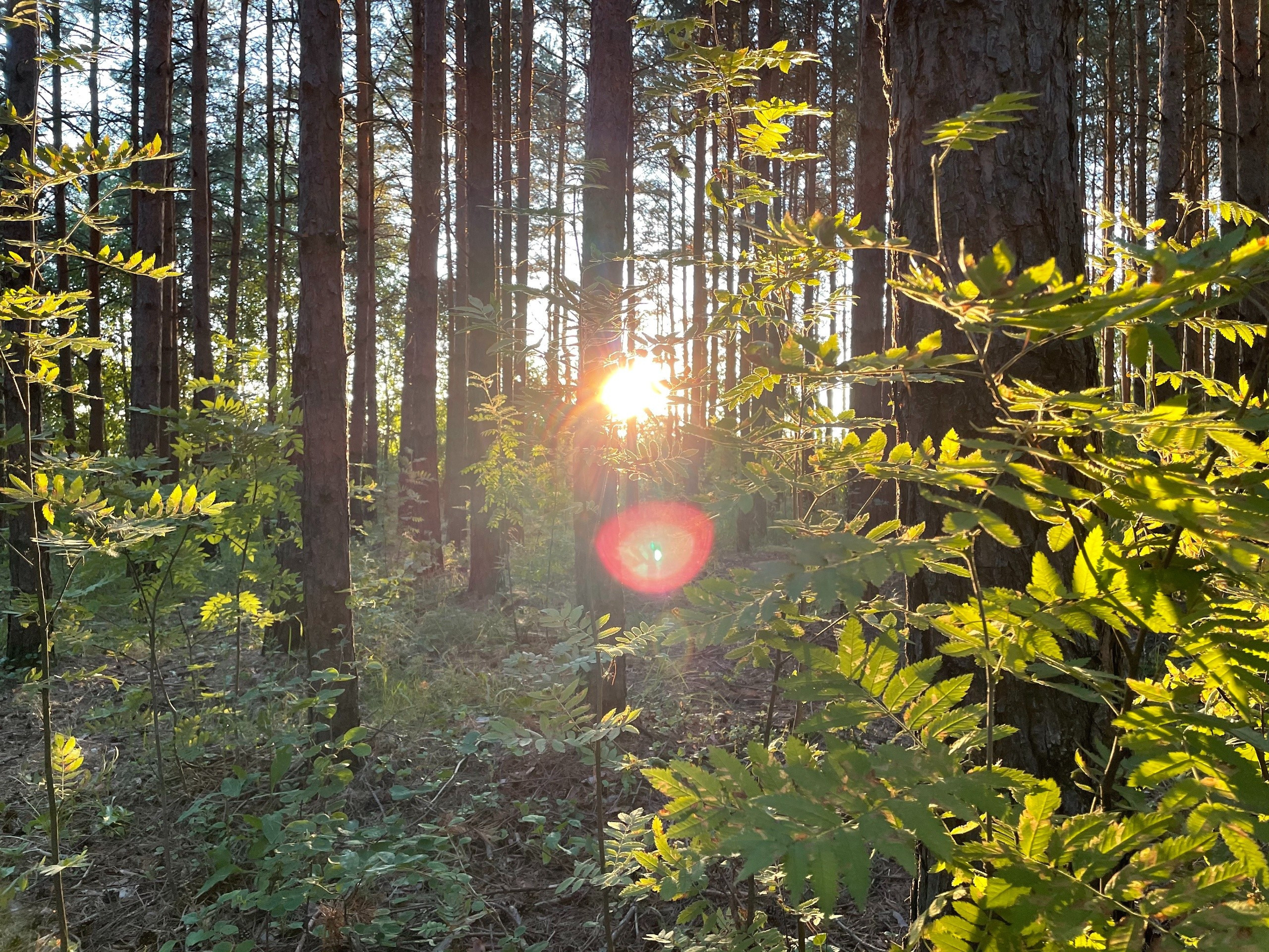 Прогулка в сосновом лесу Подмосковья: г. Сергиев Посад. Проект «Фотокладовка»: блог уличной фотографии в формате street photo