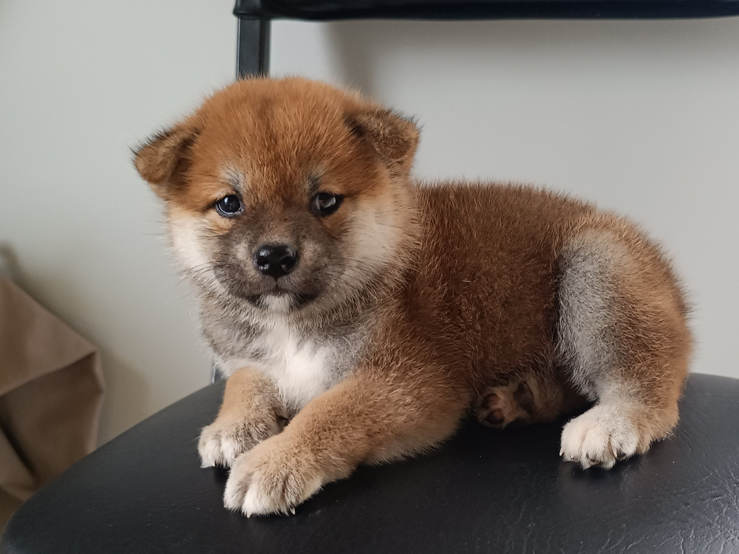 ПОМЕТЫ Сиба. AMERICAN AKITA RUBYLIGHT KENNEL I SHIBA-INU