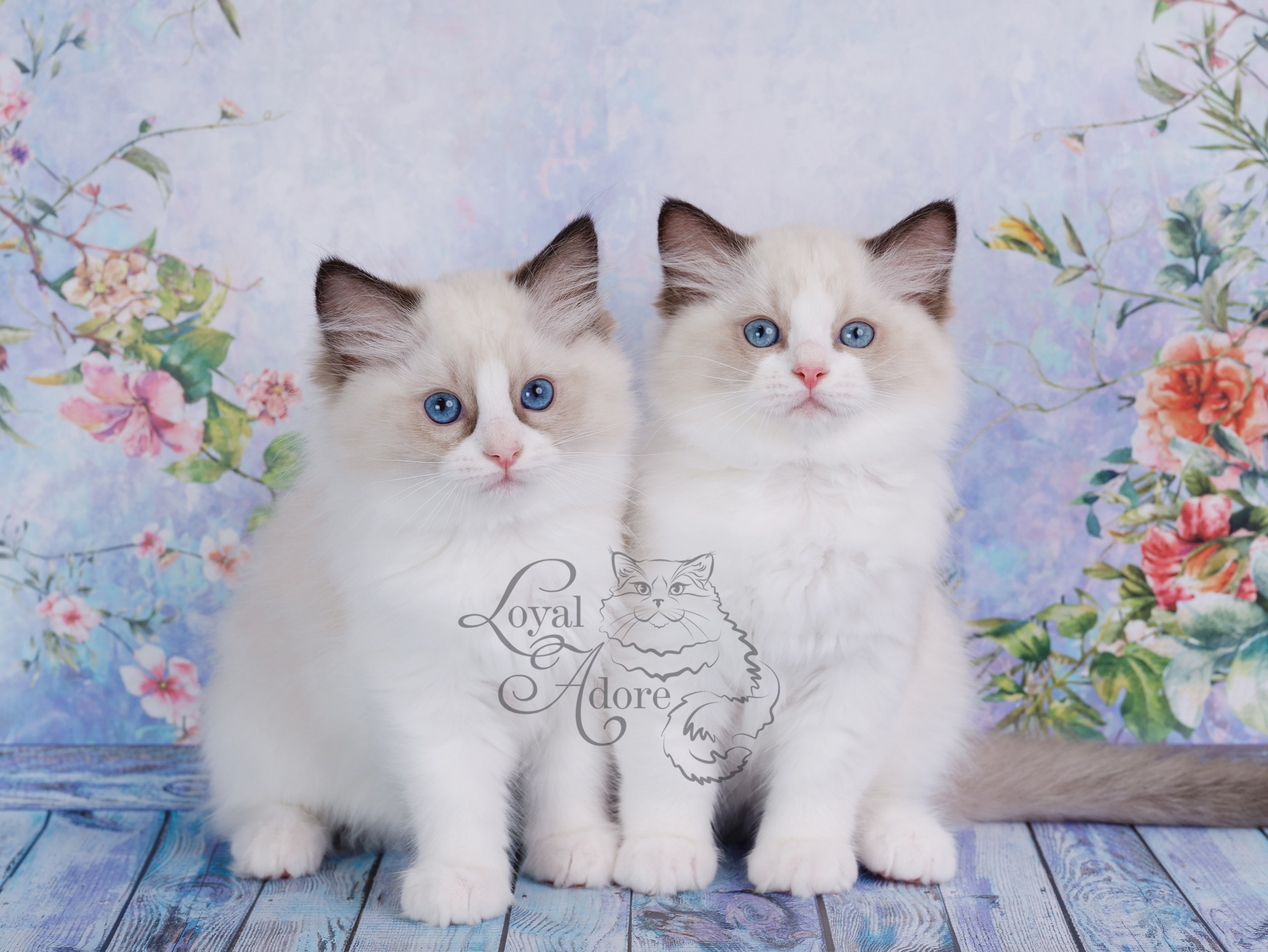 Котята рэгдолл от Loyal Adore. Питомник рэгдолл Loyal Adore