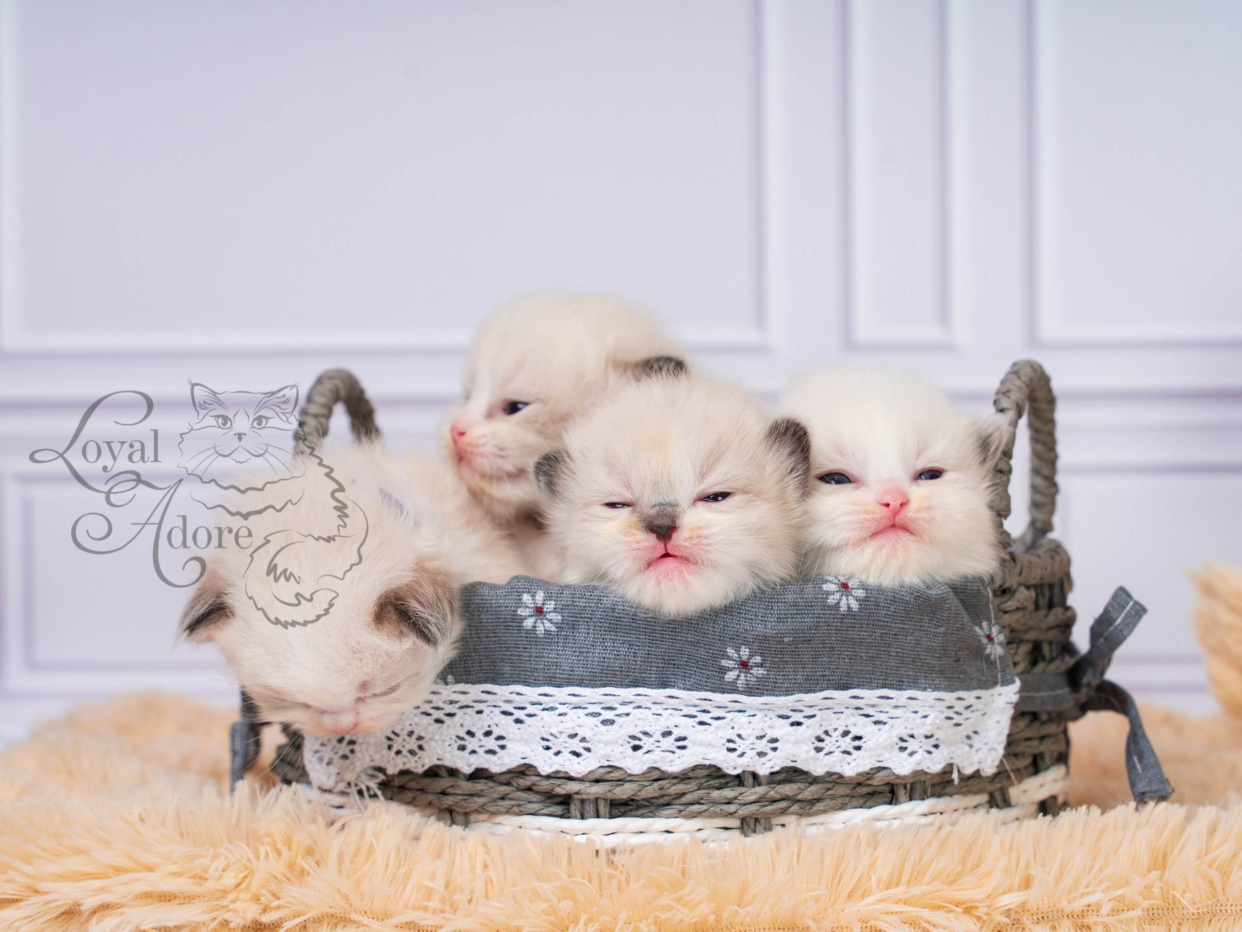 Котята рэгдолл от Loyal Adore. Питомник рэгдолл Loyal Adore