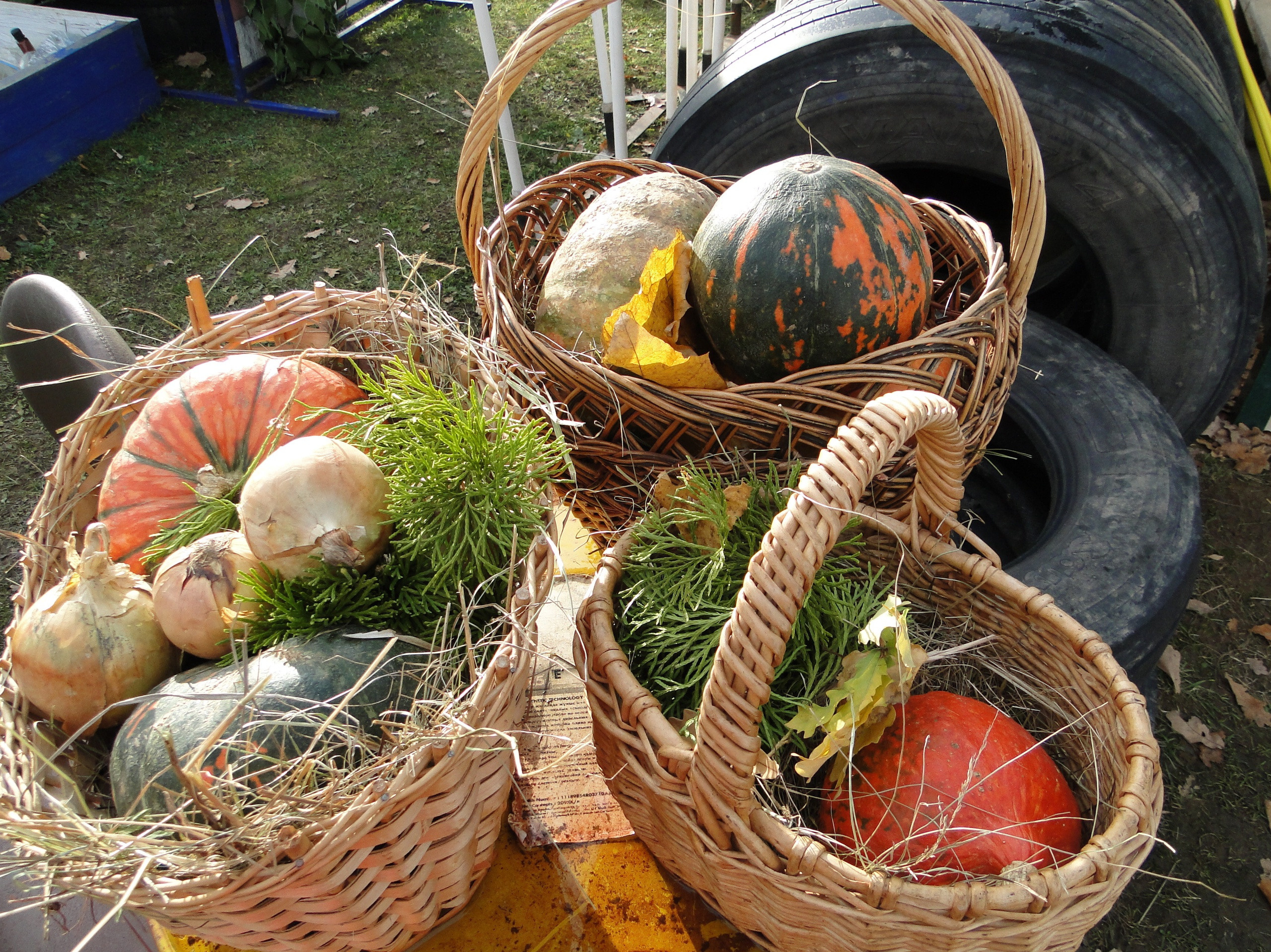 КВАЛИФИЦИРОВАННЫЕ СОСТЯЗАНИЯ по МОНДЬОРИНГУ 1-2. НРОО КЦ "Собаковод"