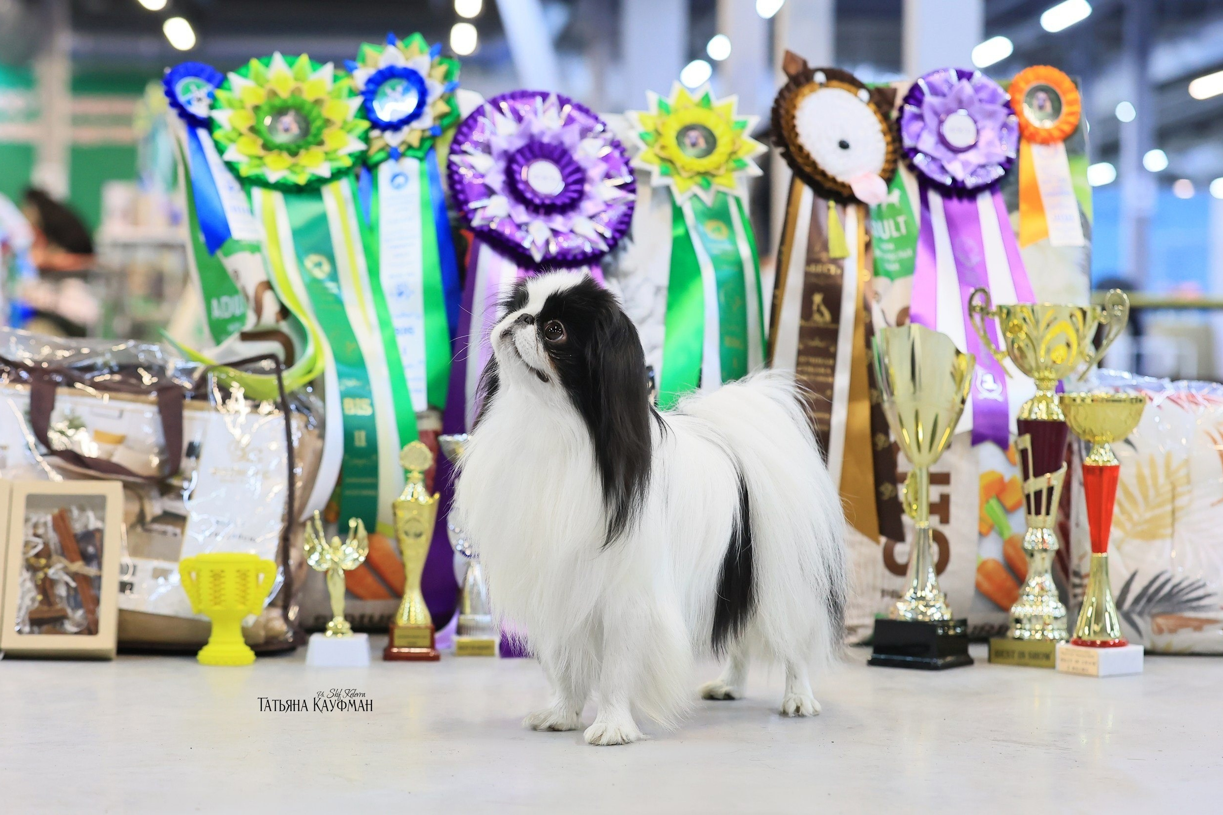Фотограф Анималист Новосибирск Татьяна Кауфман. Фотографирую собаку. Фотосессия щенков. Фотосессия собак. Заказать съемки. Заказать фотосессию в Новосибирске. Фотосессия Новосибирск. Анималистика. Как фотографировать собак? Как сфотографировать собаку? Как фотографировать собак в движении. Съемка на выставке. Экстерьерная фотосессия