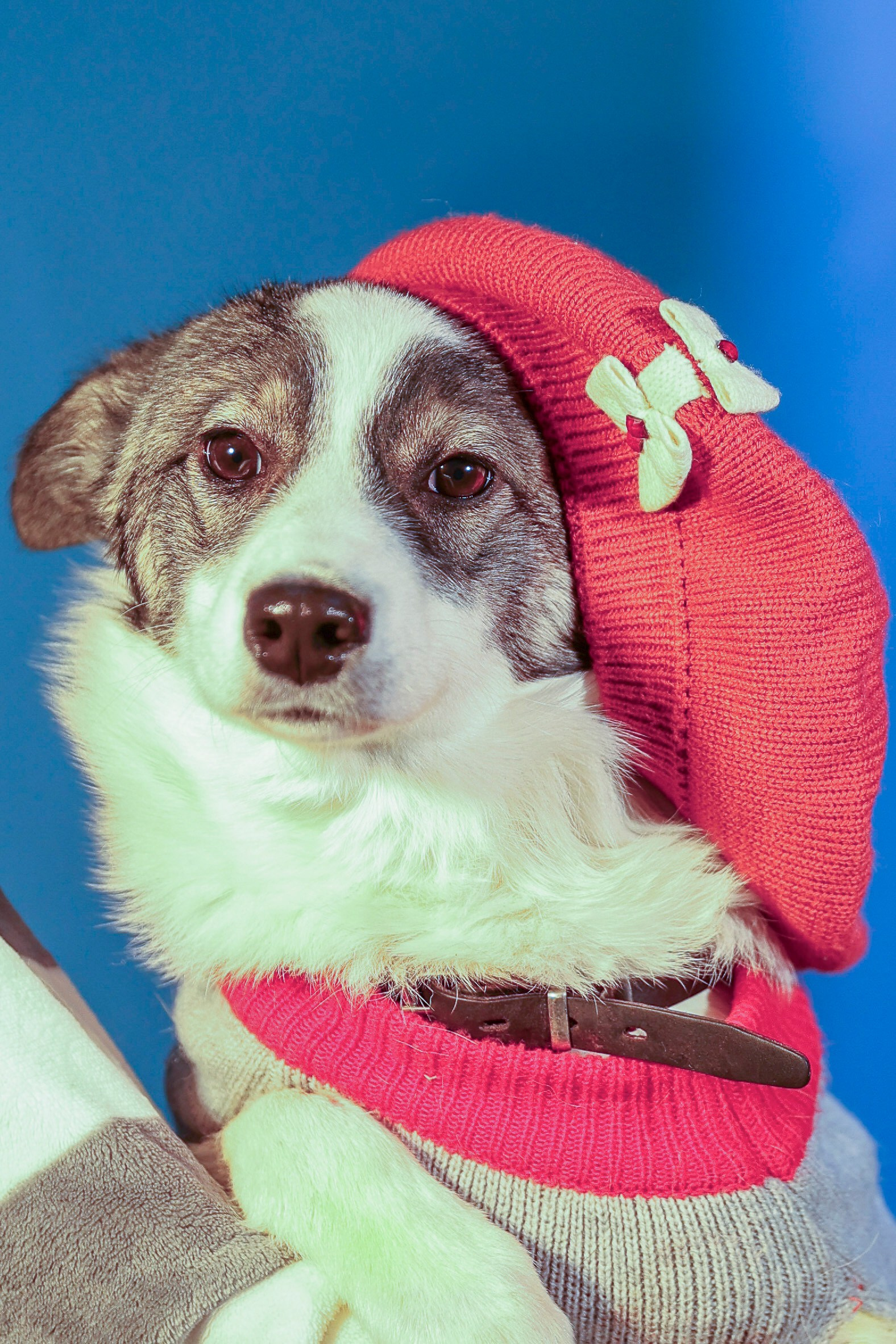 Приют четвероногий АНГЕЛ. Фотограф 📸 семейный, предметный, репортажный