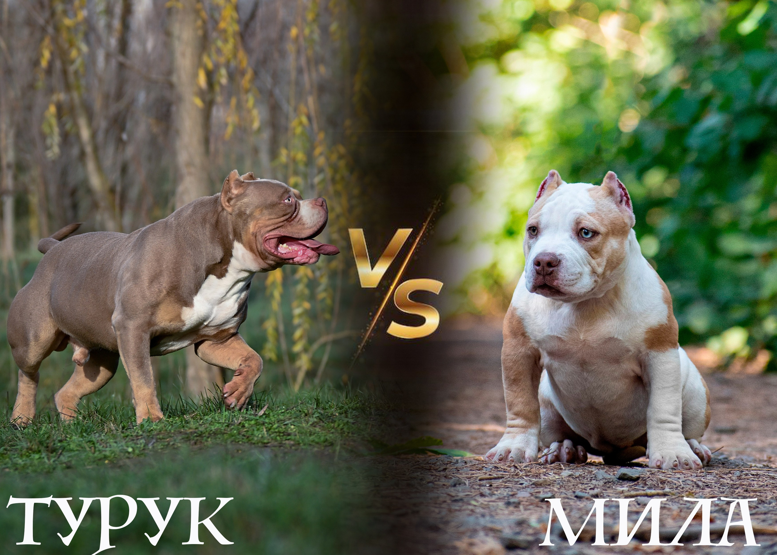 Чистокровные собаки американского булли стандарт от производителей Турук и Мила