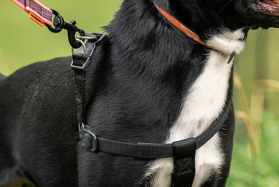 Фотосессия собаки на пристройство. Фотограф собак в Москве и Московской области Иванушкина Мария