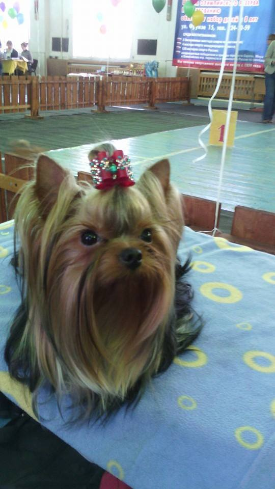 2016 г Результаты выставок. Питомник Йоркширских терьеров Дэнстайл в Санкт-Петербурге заводчик Тих