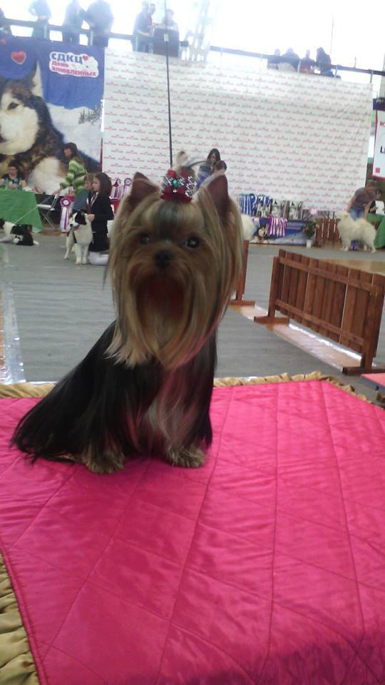 2016 г Результаты выставок. Питомник Йоркширских терьеров Дэнстайл в Санкт-Петербурге заводчик Тих