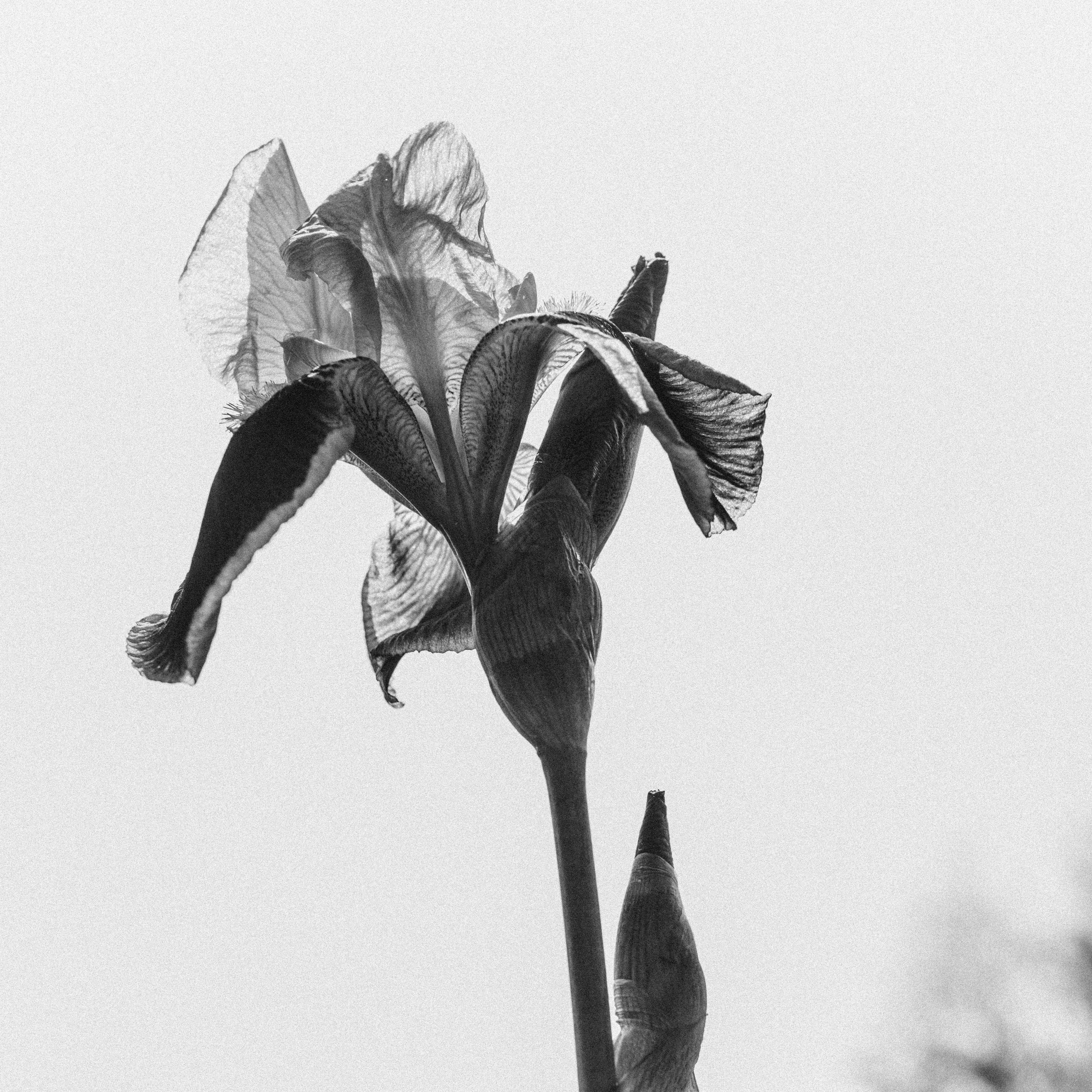 Свадебные фотостудии