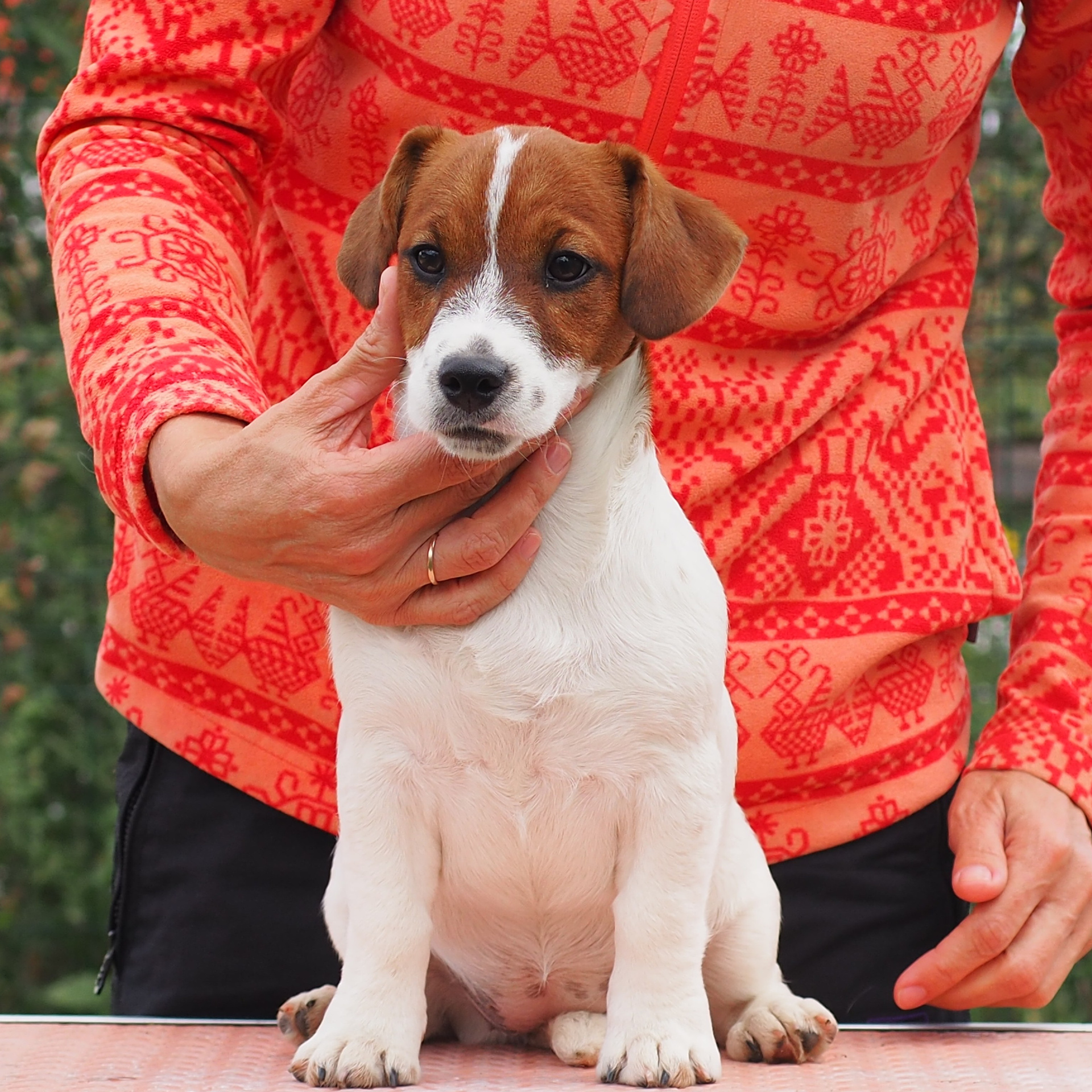 LITTER «SH» | 30/04/2025. КАНЕ МАЭСТРО — питомник Джек рассел терьеров