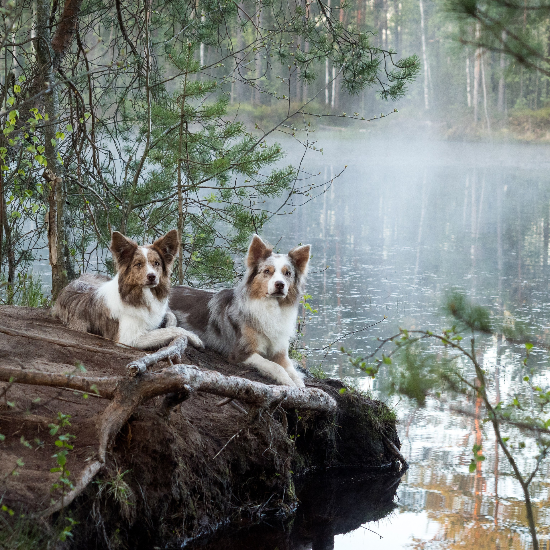 Услуги. Фотограф животных и людей в Санкт-Петербурге Дарья Быстрицкая