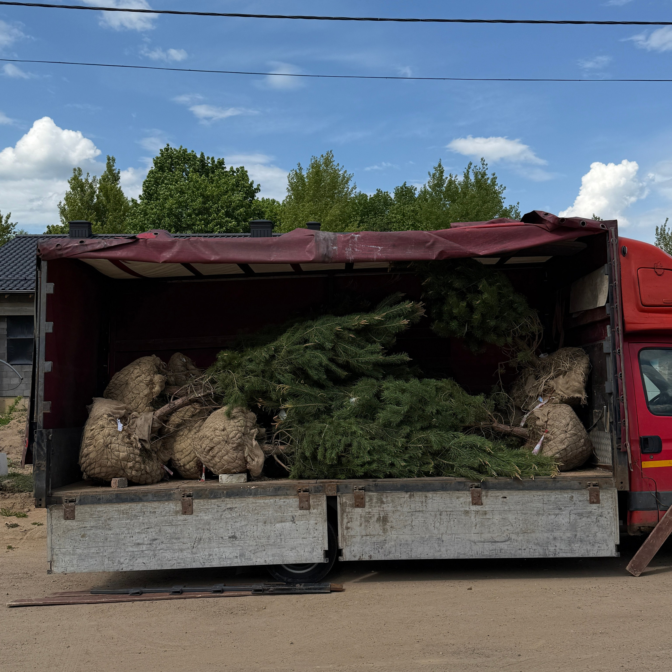 Посадки крупномеров. LA. Ландшафтный дизайн в Минске и Гродно