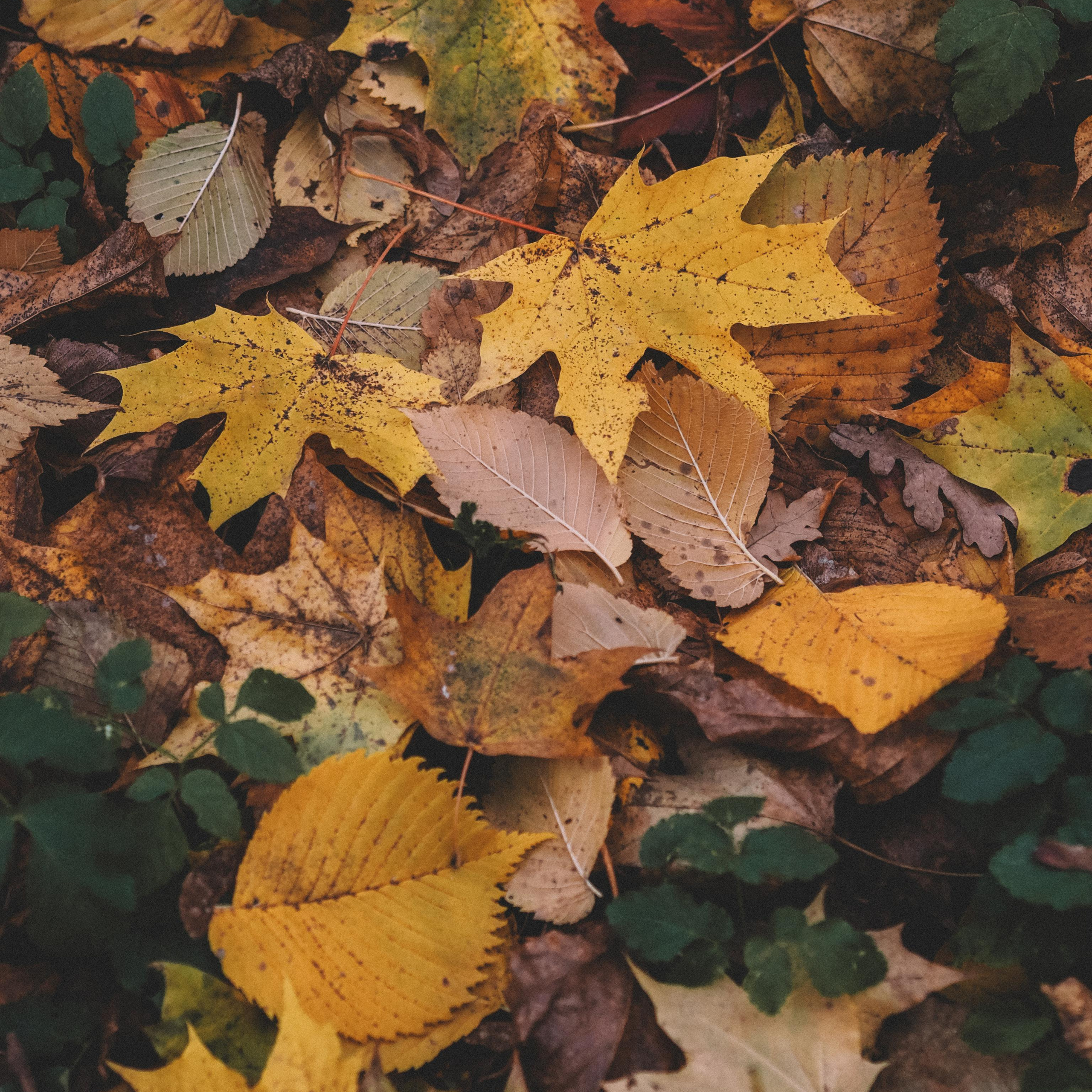 Усадьба Архангельское. Семейный фотограф на крещение Кристина Фриденберга, Москва