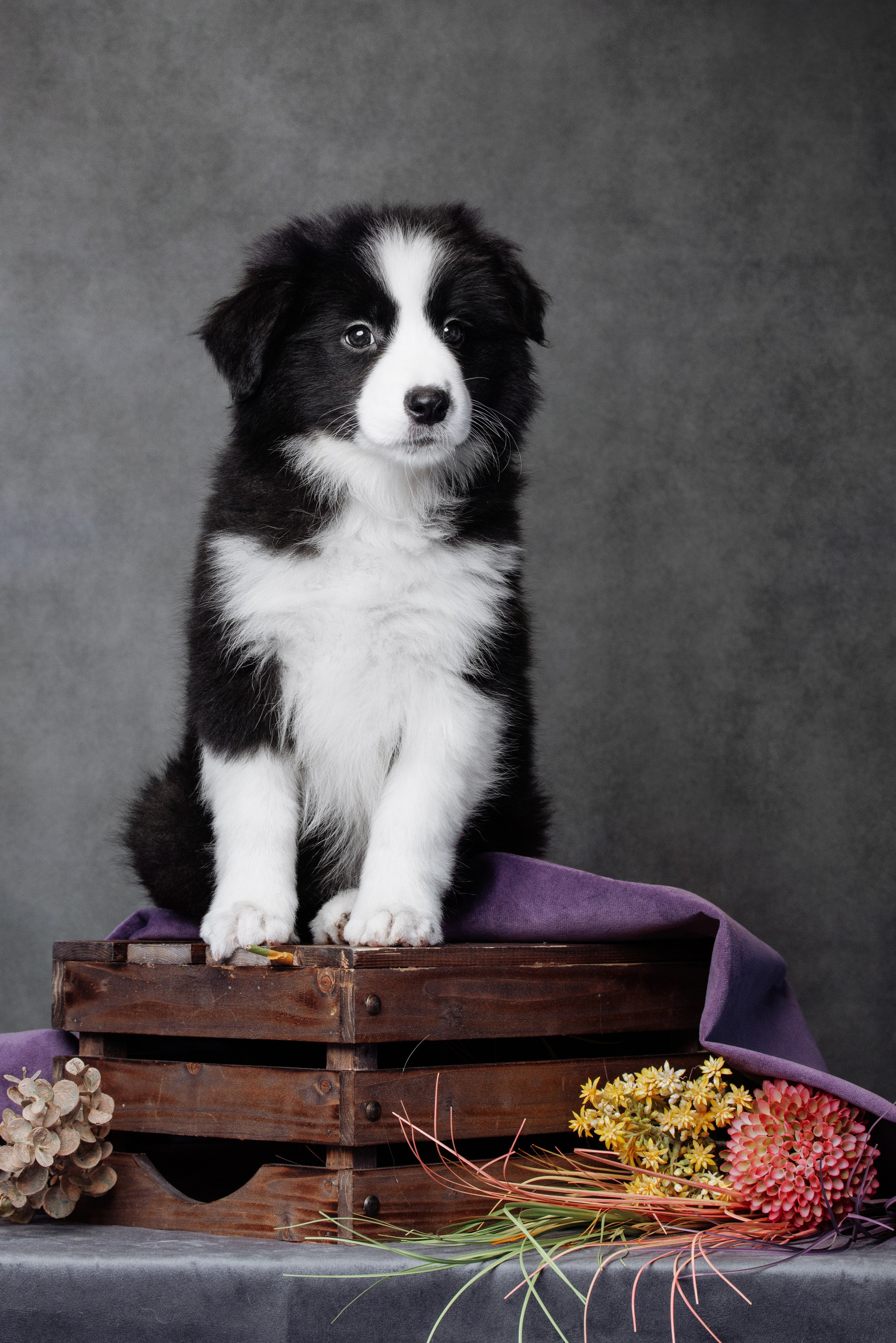 Наши собаки. О нас