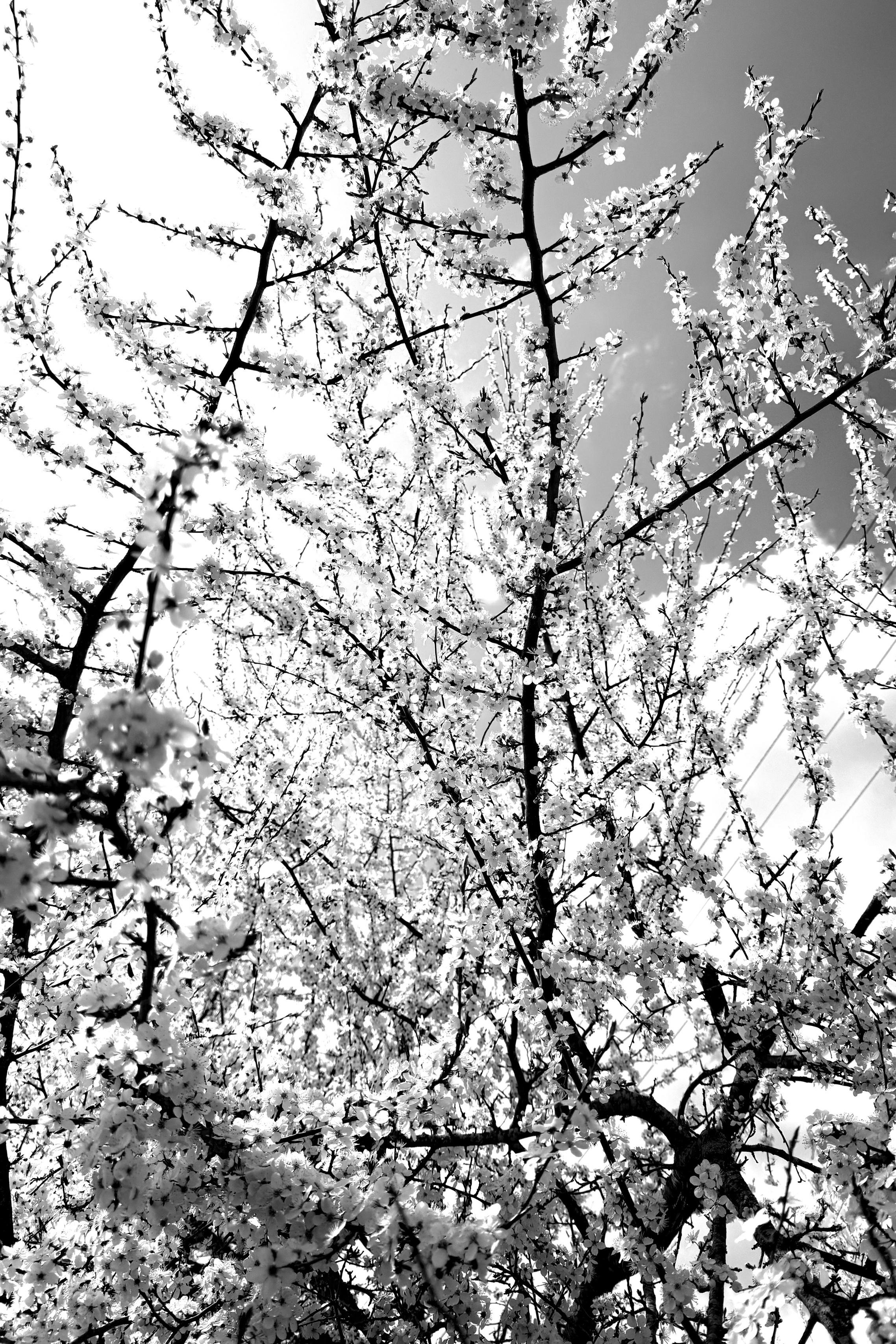 Круг жизни. Пылина Ирина — современная фотография