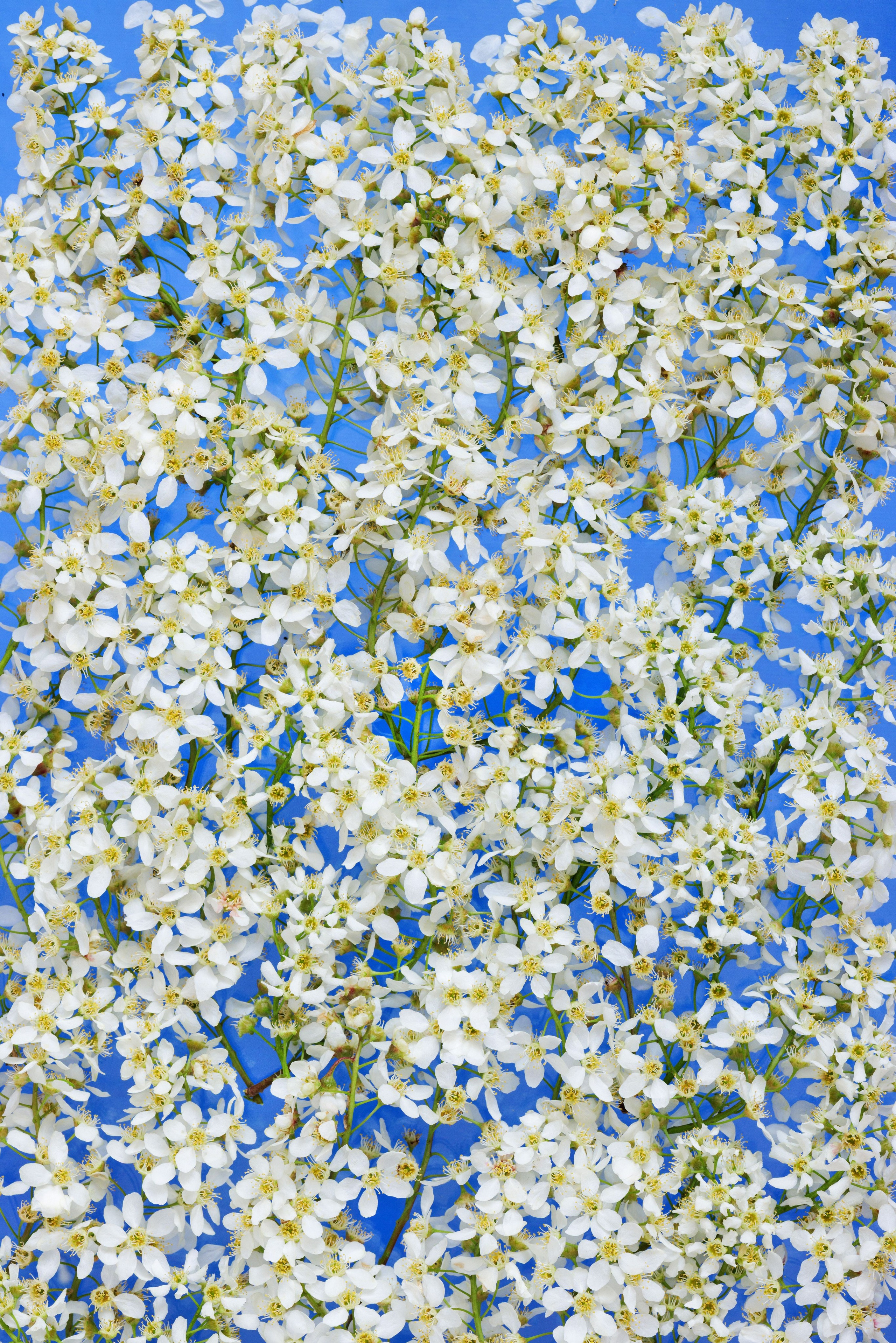 Botanical Still Lifes. Author’s fine art prints with international delivery