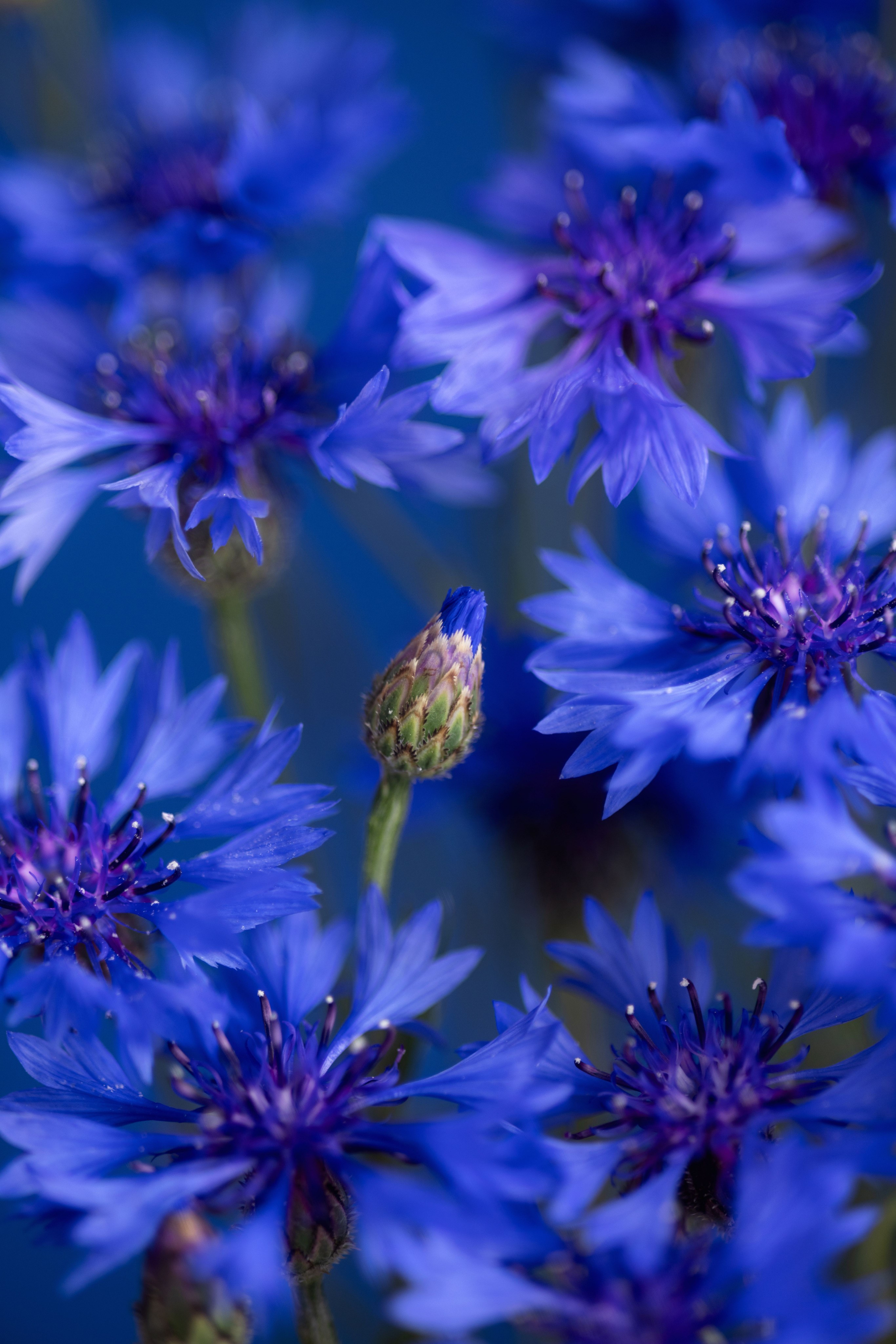 Botanical Still Lifes. Author’s fine art prints with international delivery