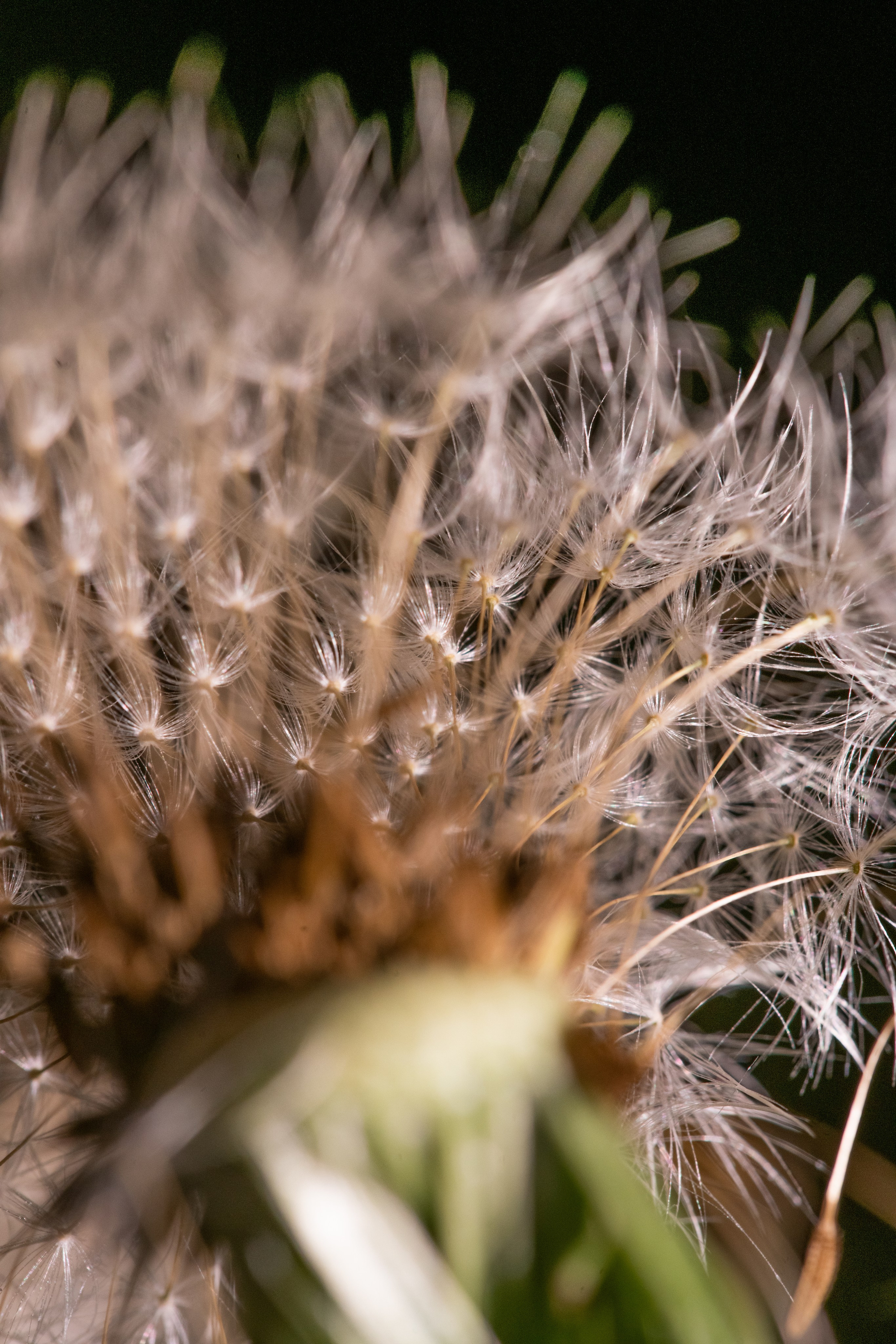 Одуванчики — лето в телефоне. Видеооператор, фотограф в Санкт-Петербурге