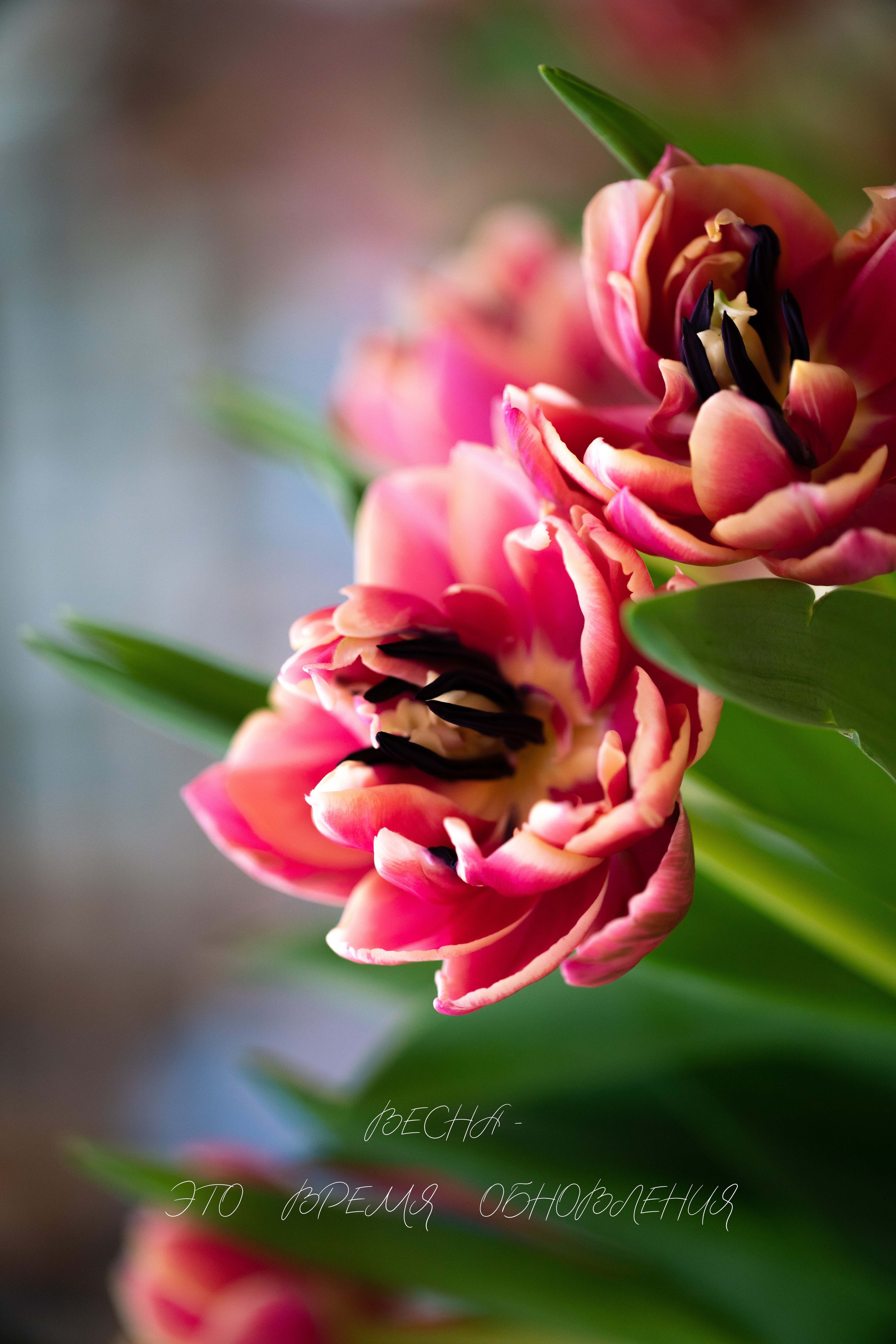 Весна — это время обновления. Видеооператор, фотограф в Санкт-Петербурге