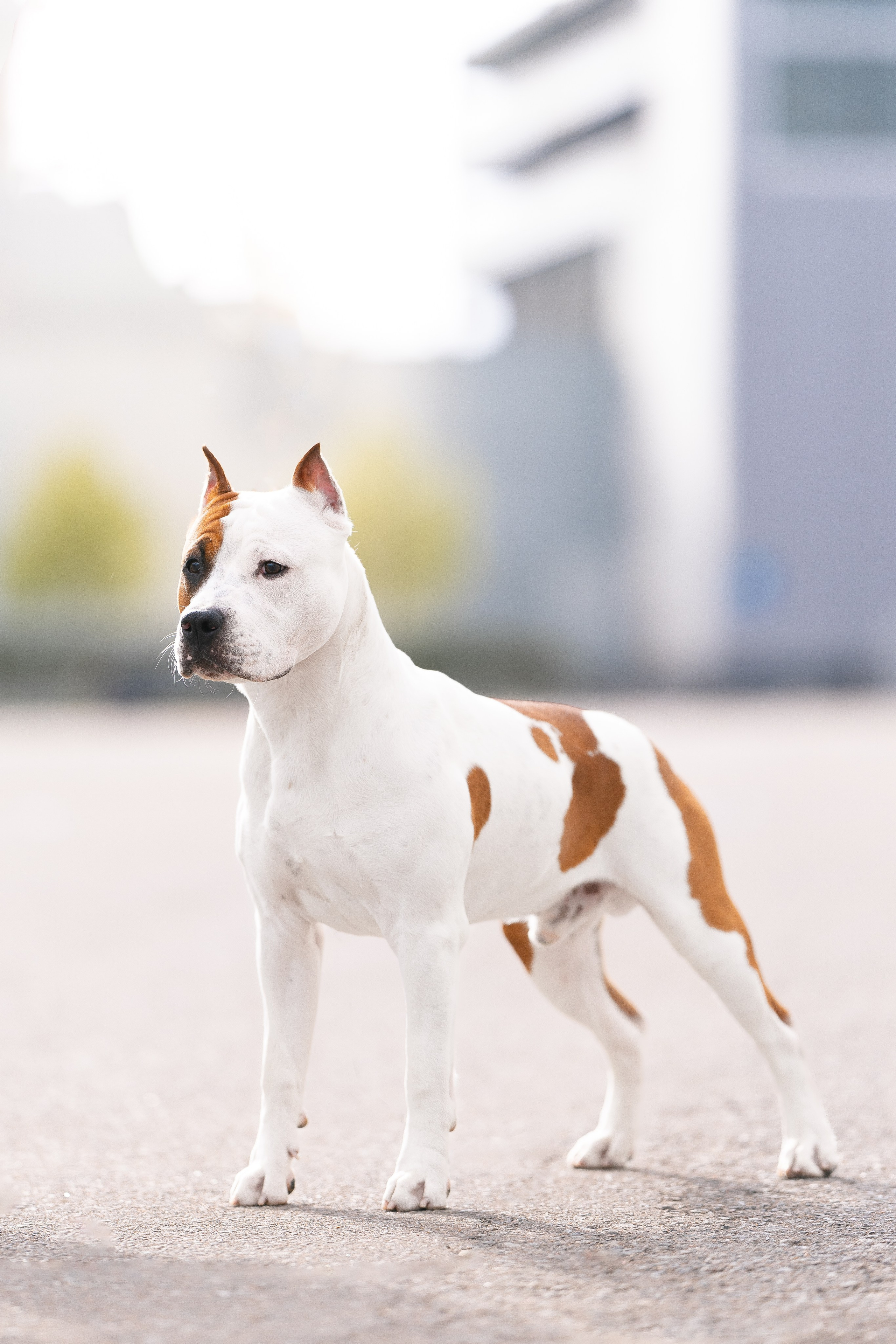 Прайс. Фотограф и видеограф анималист Аганина Дарья