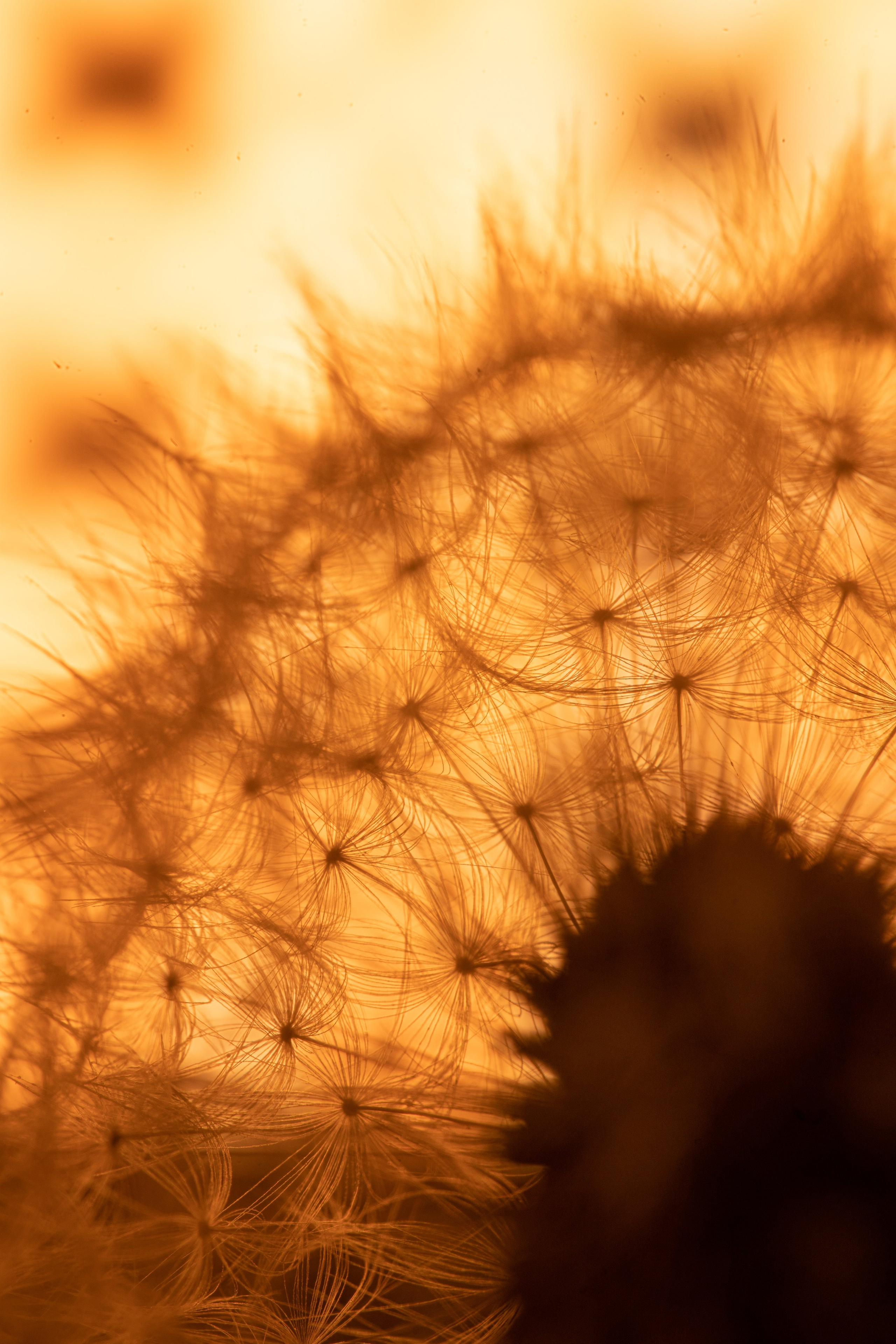 Одуванчики — лето в телефоне. Видеооператор, фотограф в Санкт-Петербурге