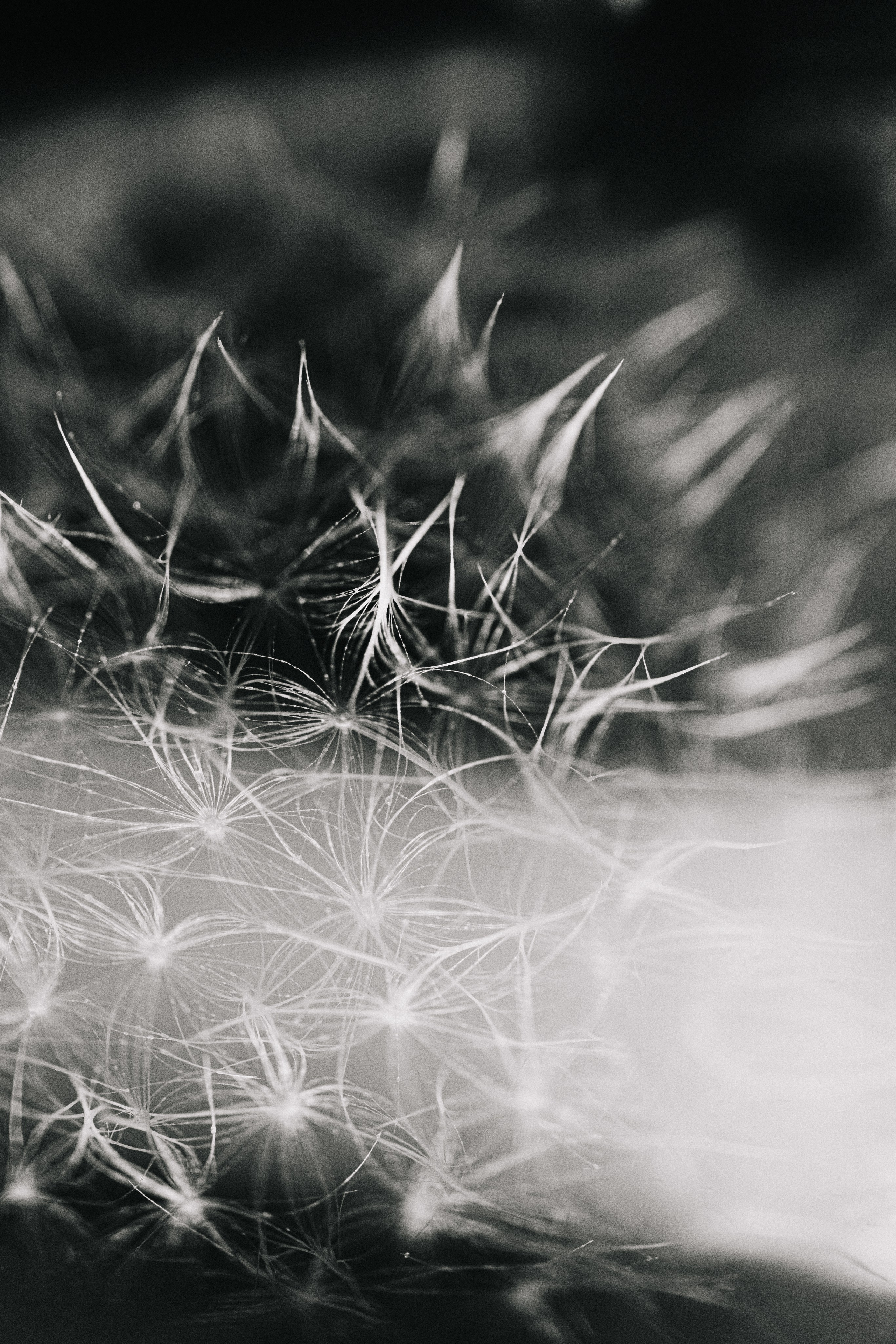 Одуванчики — лето в телефоне. Видеооператор, фотограф в Санкт-Петербурге