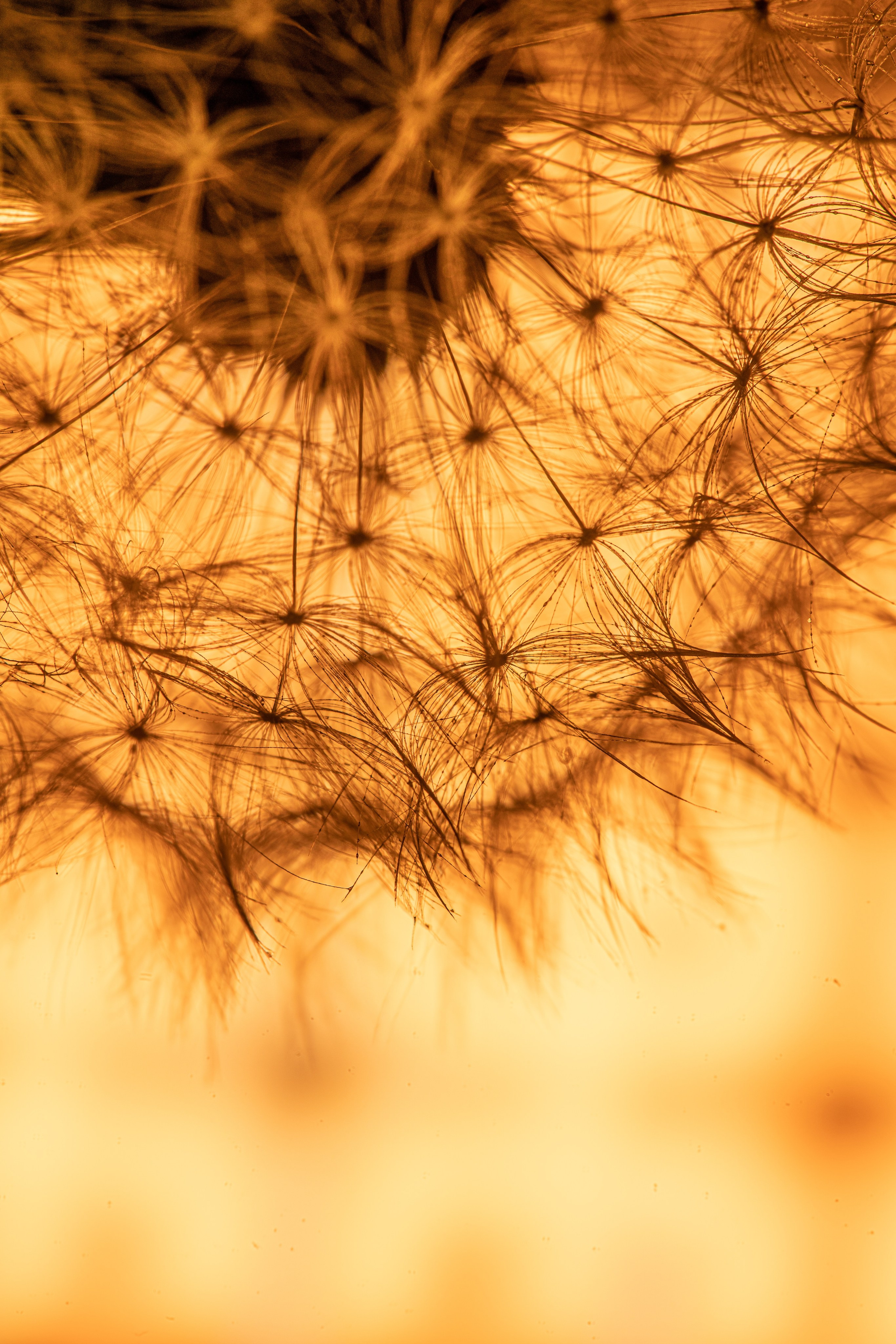 Одуванчики — лето в телефоне. Видеооператор, фотограф в Санкт-Петербурге