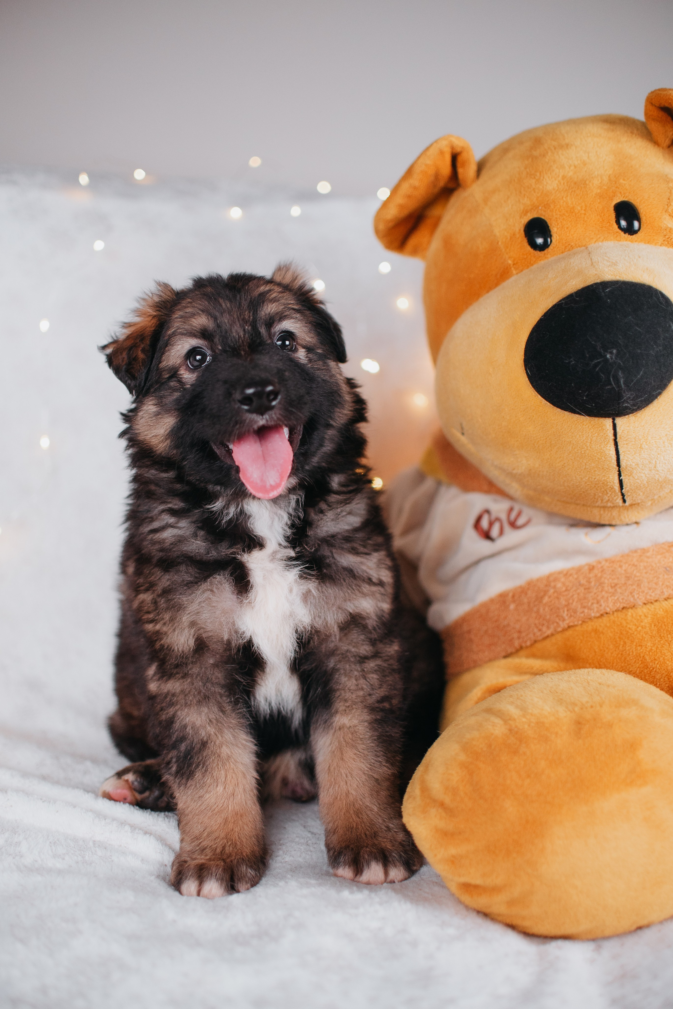 Животные на пристройство. Фотограф-анималист Валерия, Москва, Мытищи