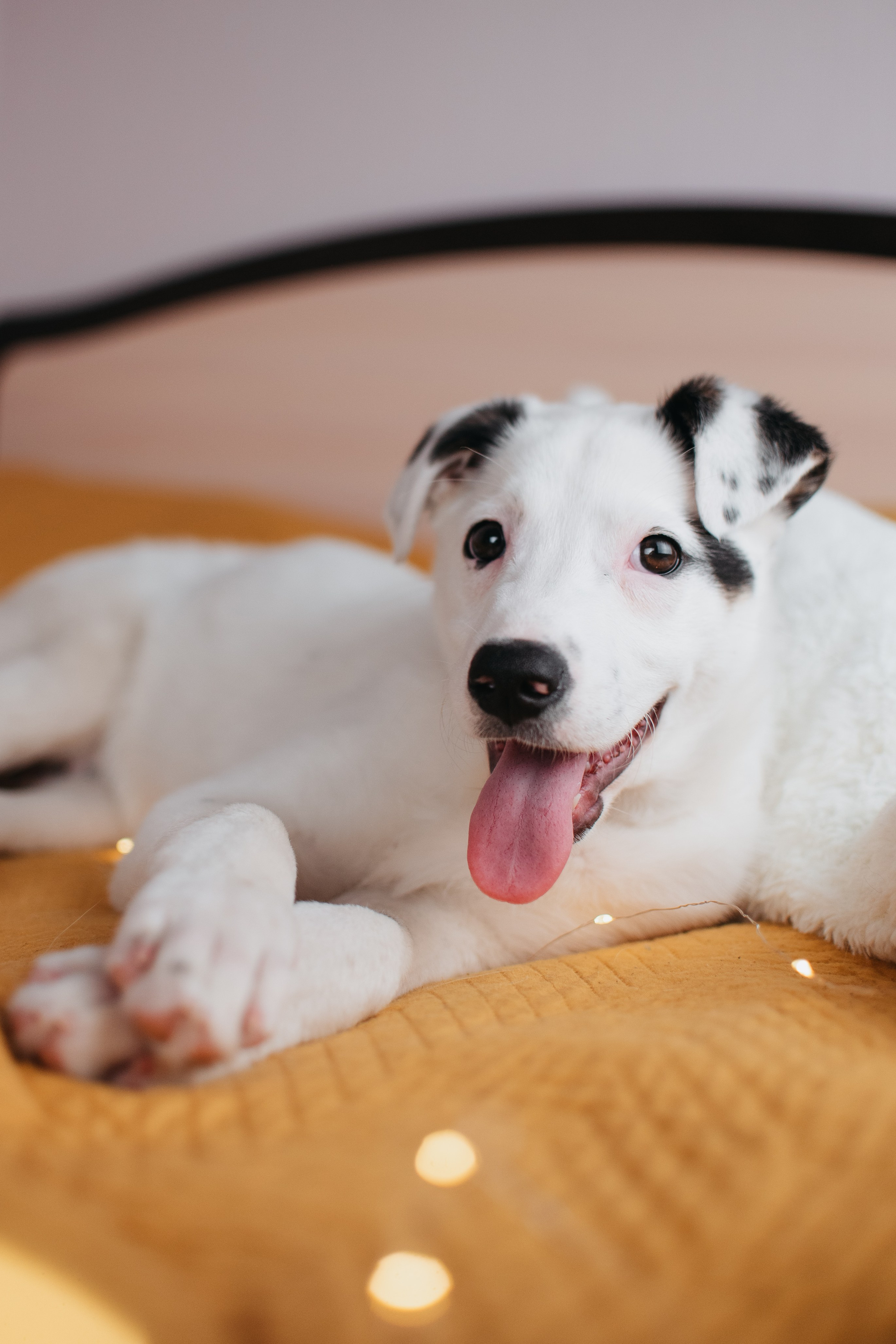Животные на пристройство. Фотограф-анималист Валерия, Москва, Мытищи