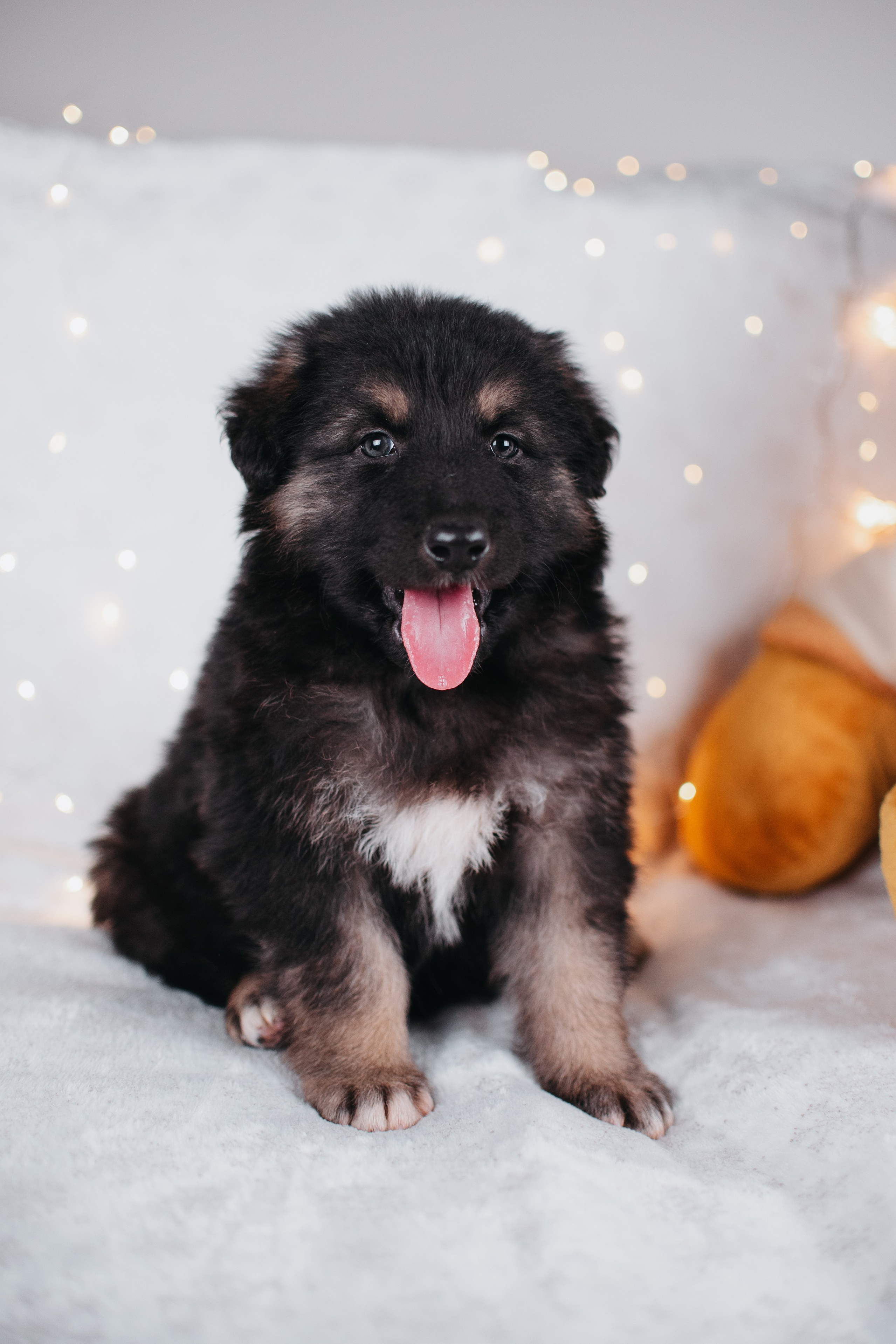 Животные на пристройство. Фотограф-анималист Валерия, Москва, Мытищи