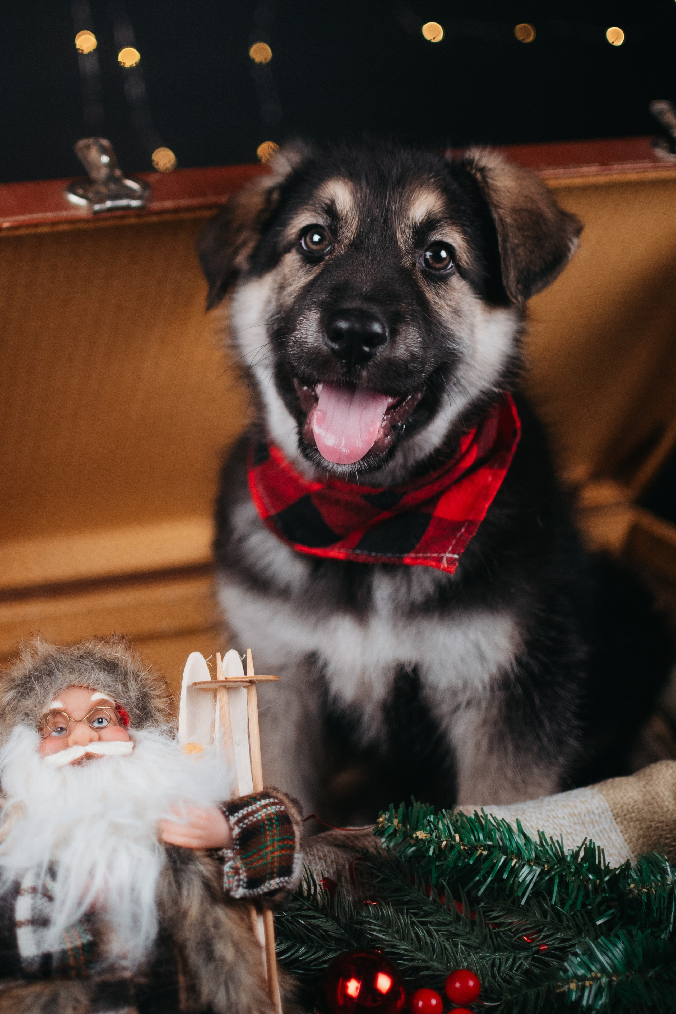 Животные на пристройство. Фотограф-анималист Валерия, Москва, Мытищи