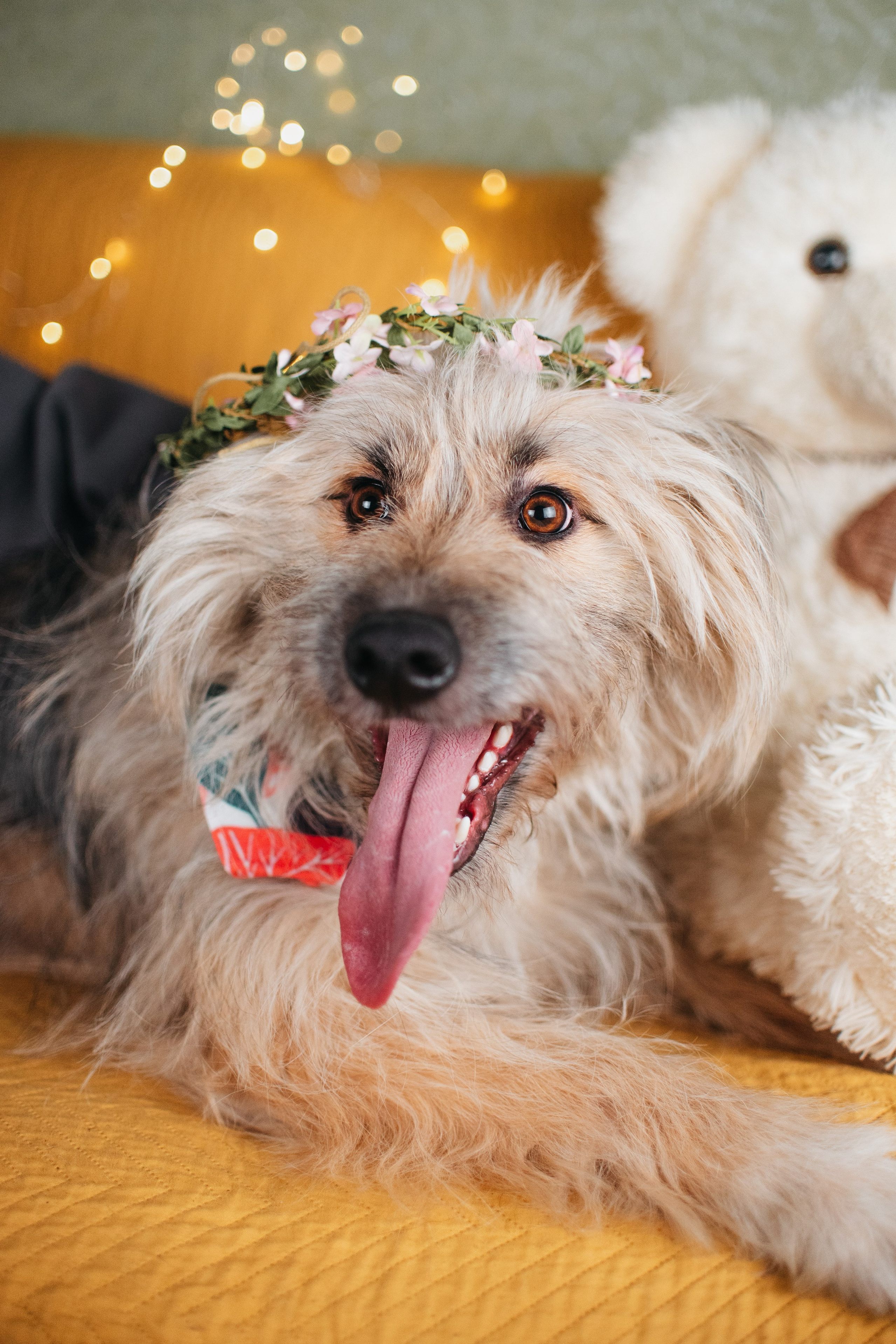 Животные на пристройство. Фотограф-анималист Валерия, Москва, Мытищи