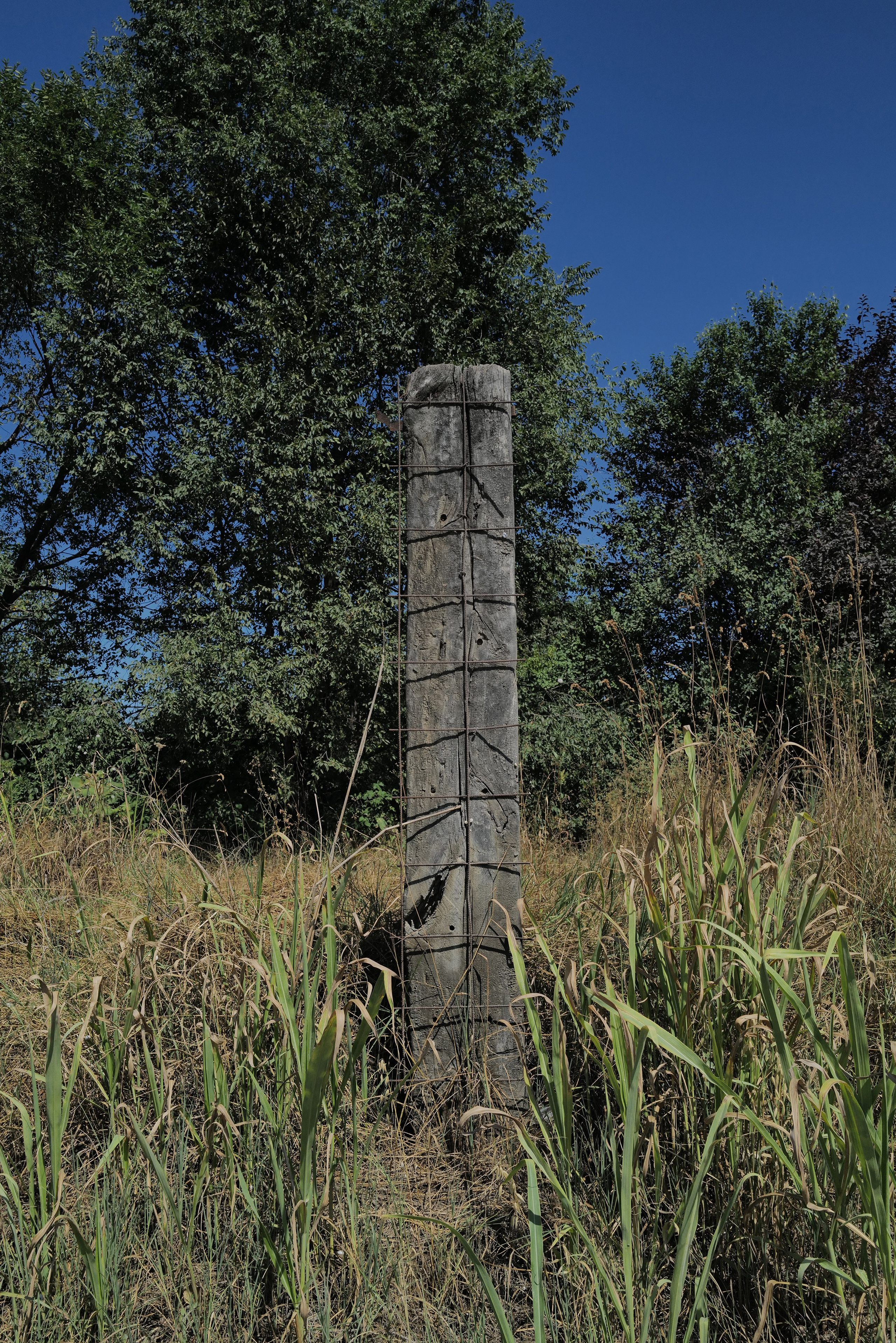 Кристина Разумова — О муравьях и улитке (пустая раковина, в которой утонули муравьи в капле морской воды)