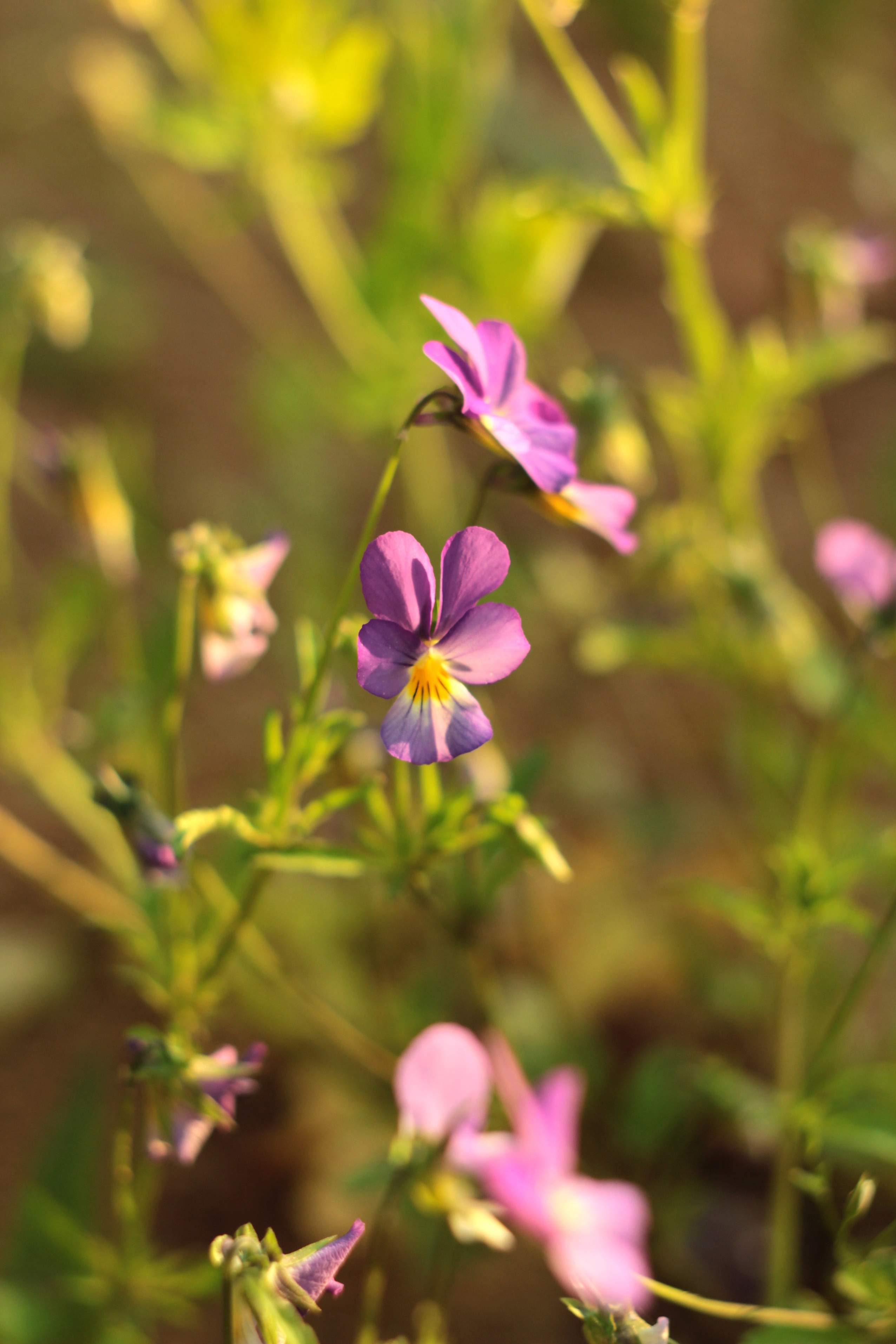 Фотограф Светлана Заплатина