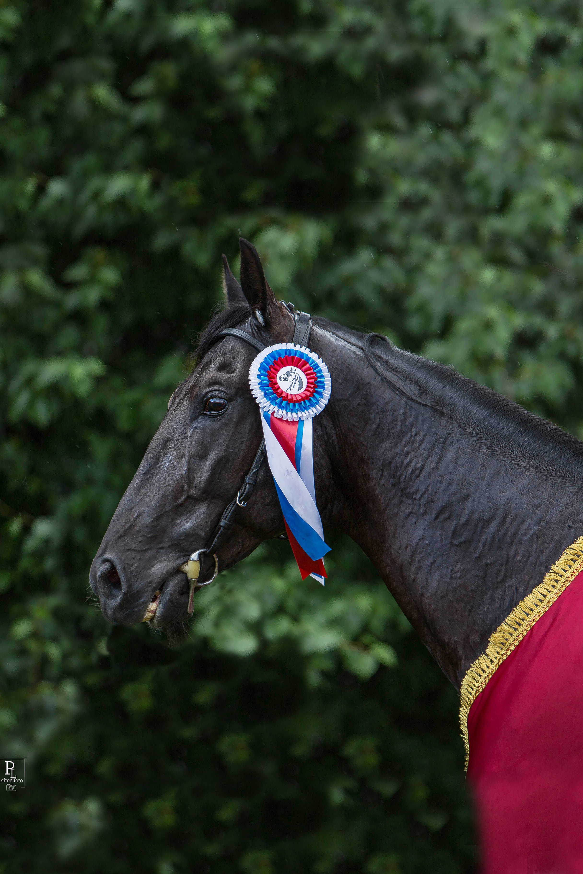 Главная. Конный фотограф в Красноярске — Любовь Похабова