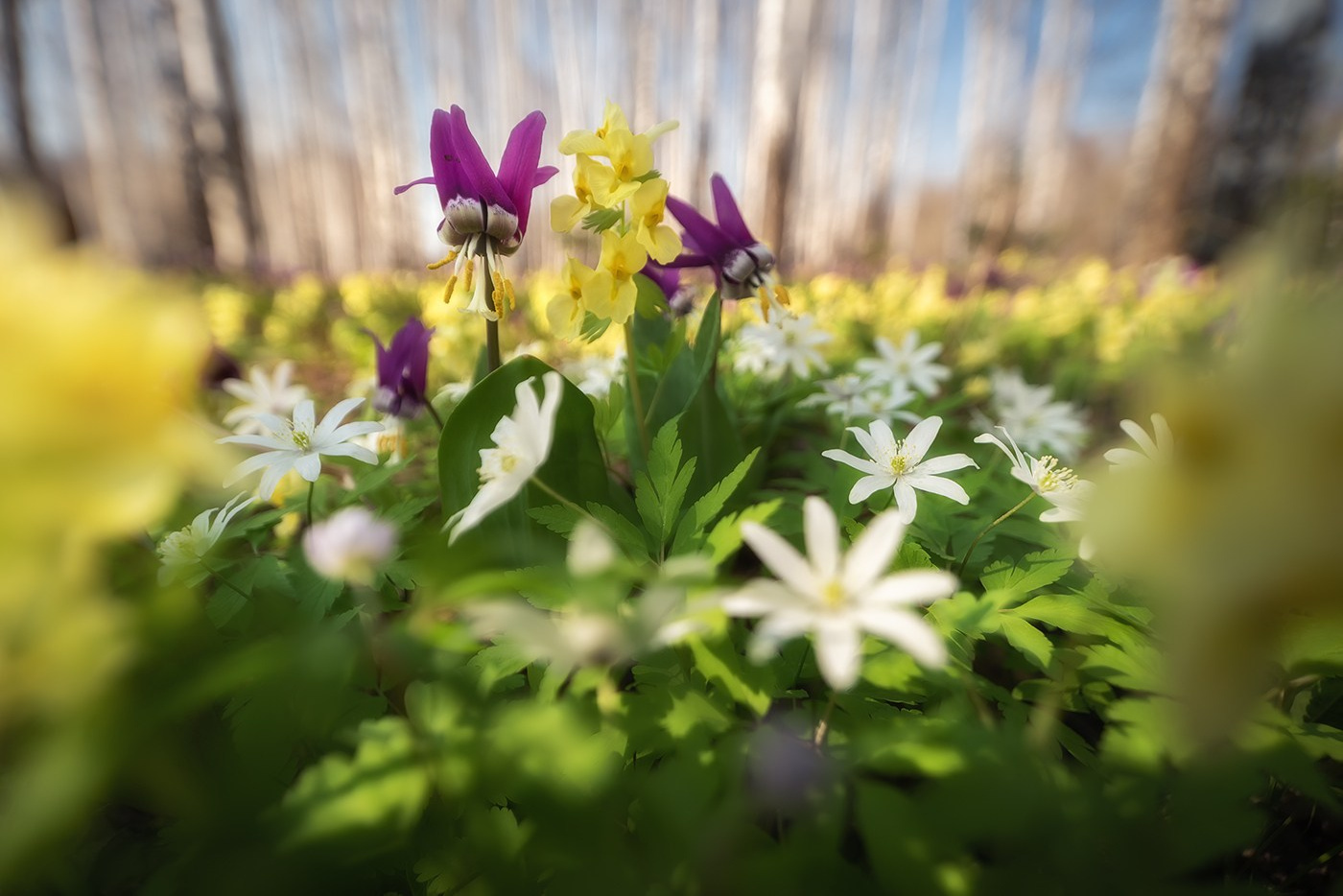 О себе через призму «Живой природы Алтая». Алёна Рубан. Профессиональный пейзажный фотограф Алёна Рубан