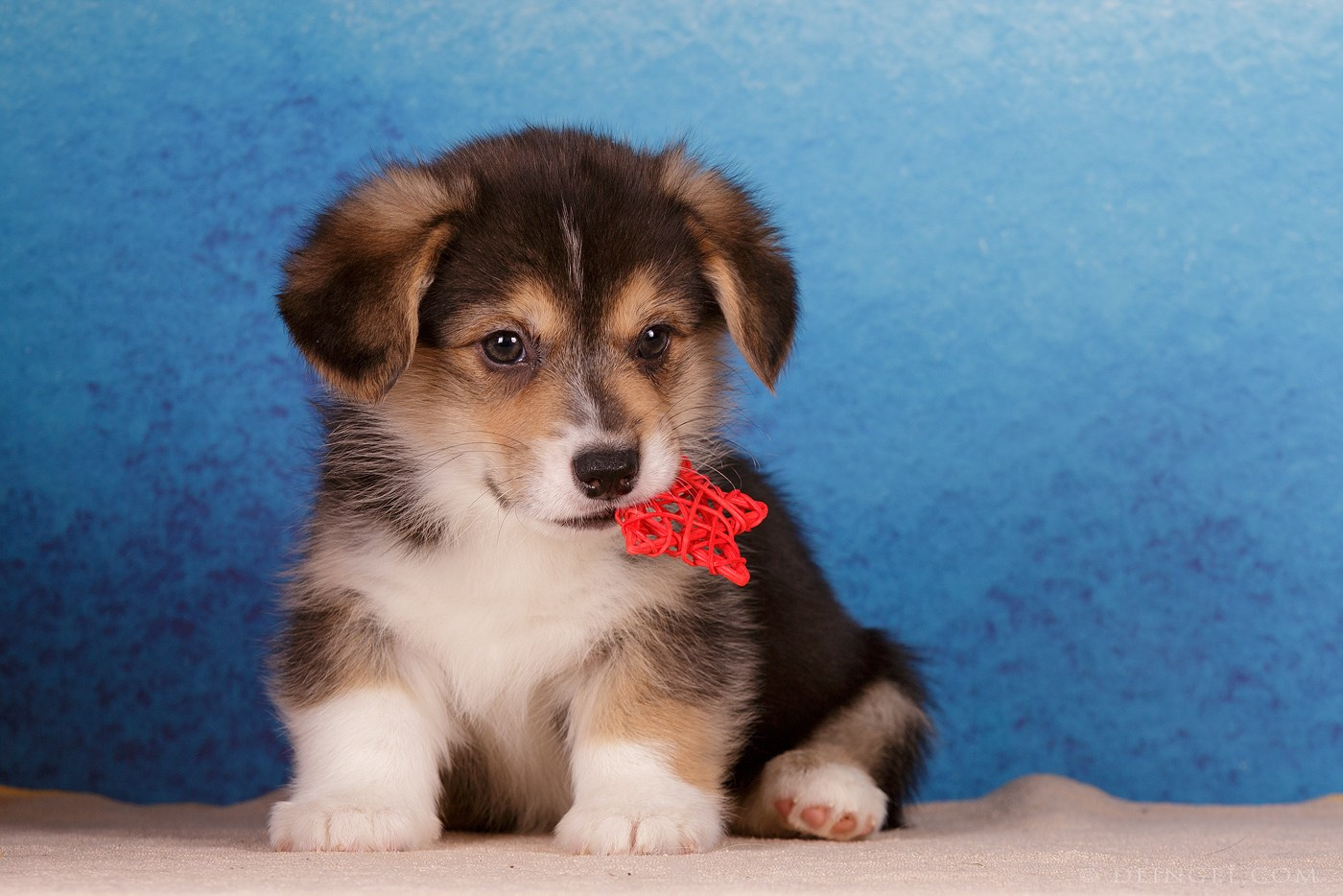 Фоны. Фотограф-анималист Natalia Deingel | Фотосъемка собак в Москве