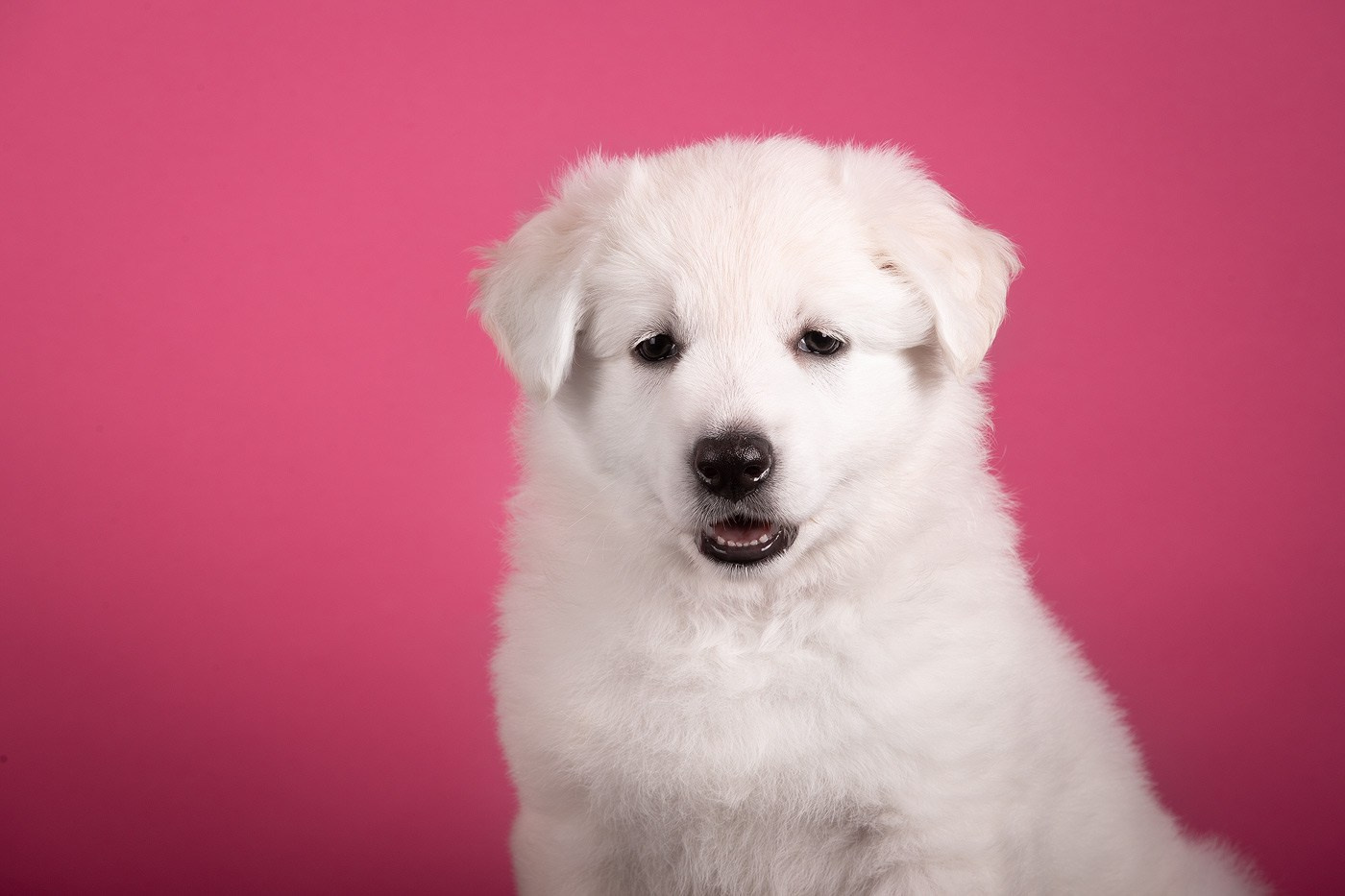 Фоны. Фотограф-анималист Natalia Deingel | Фотосъемка собак в Москве