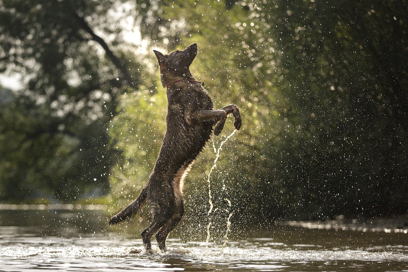Выбираем тип съёмки. Фотограф-анималист Natalia Deingel | Фотосъемка собак в Москве