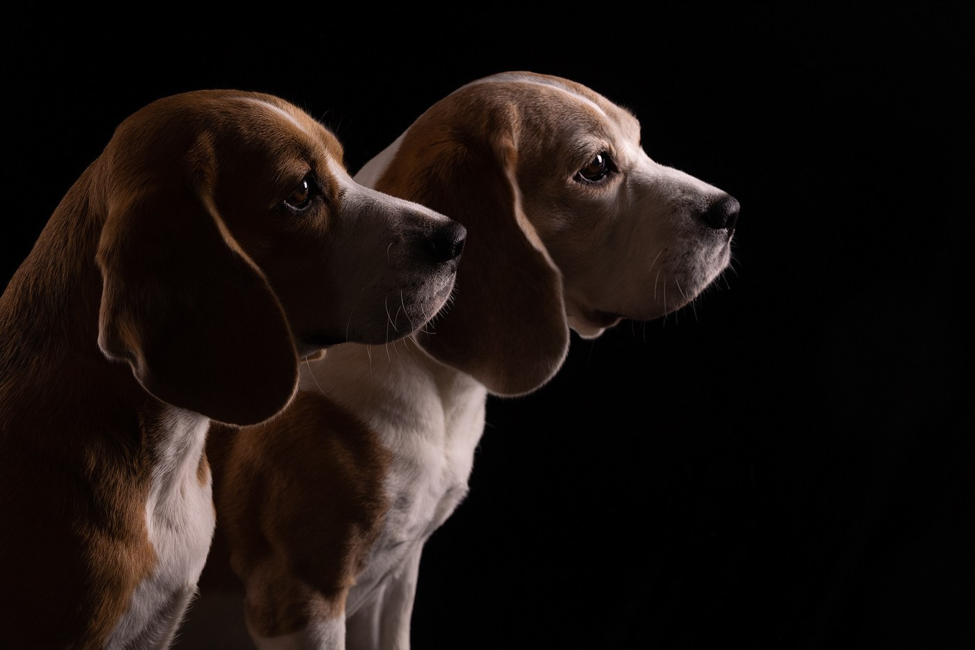 Приглашаю на студийные фото дни в феврале!. Фотограф-анималист Natalia Deingel | Фотосъемка собак в Москве