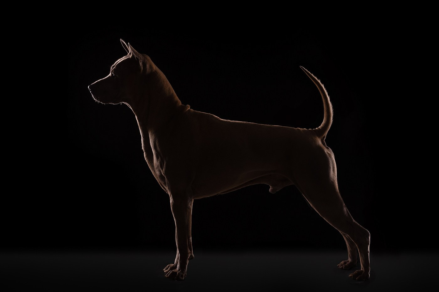 Приглашаю на студийные фото дни в феврале!. Фотограф-анималист Natalia Deingel | Фотосъемка собак в Москве