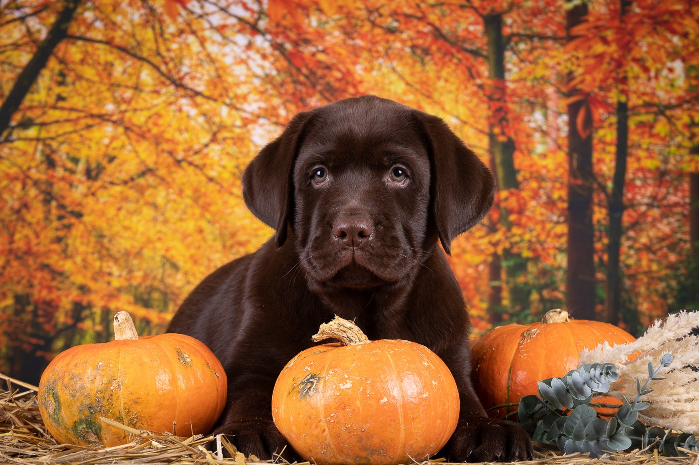 Фоны. Фотограф-анималист Natalia Deingel | Фотосъемка собак в Москве