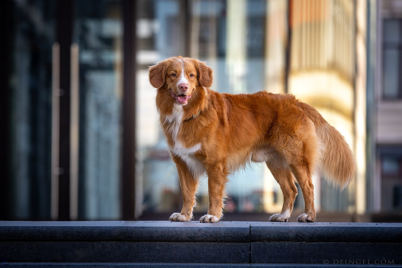 Выбираем тип съёмки. Фотограф-анималист Natalia Deingel | Фотосъемка собак в Москве