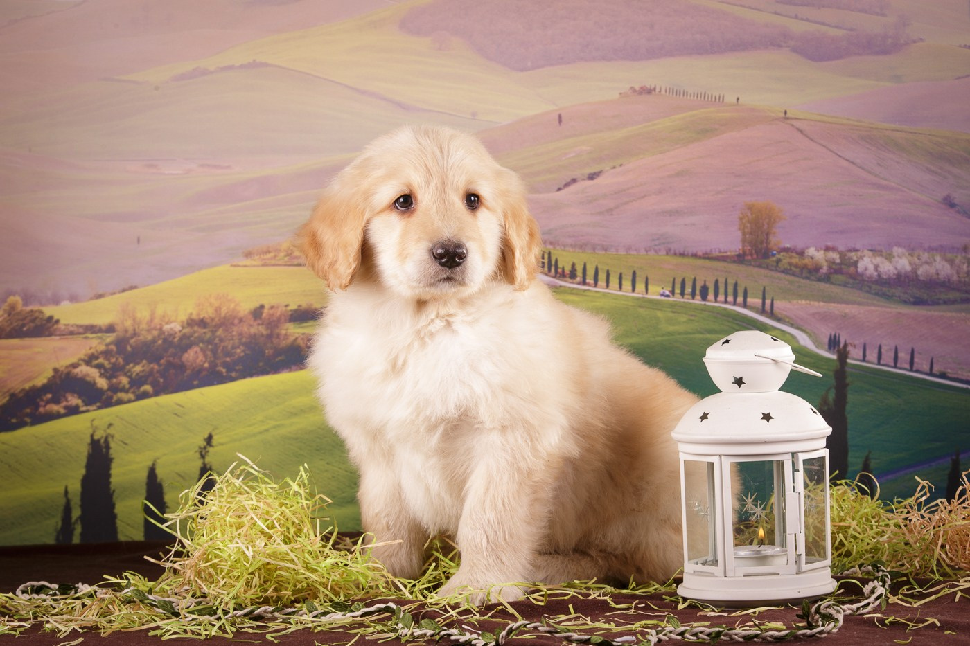 Фоны. Фотограф-анималист Natalia Deingel | Фотосъемка собак в Москве