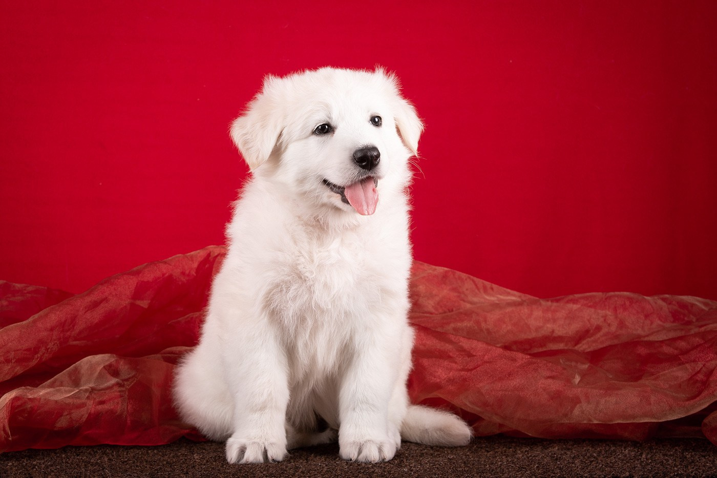 Фоны. Фотограф-анималист Natalia Deingel | Фотосъемка собак в Москве