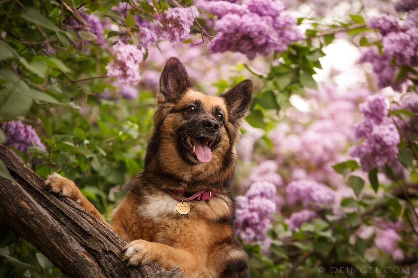 Выбираем тип съёмки. Фотограф-анималист Natalia Deingel | Фотосъемка собак в Москве