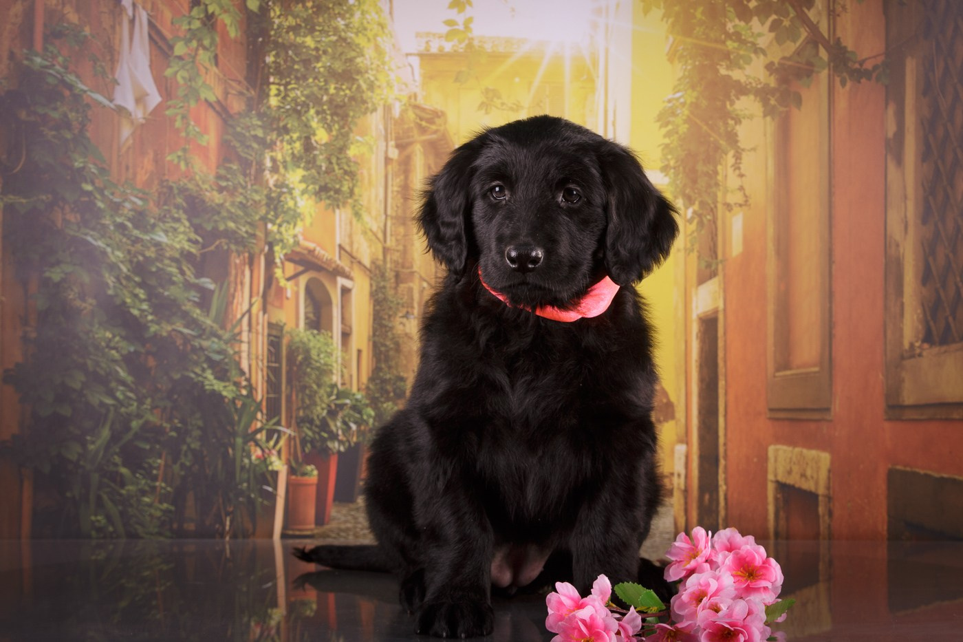 Фоны. Фотограф-анималист Natalia Deingel | Фотосъемка собак в Москве