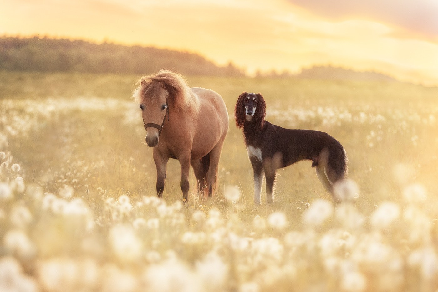 Выбираем тип съёмки. Фотограф-анималист Natalia Deingel | Фотосъемка собак в Москве