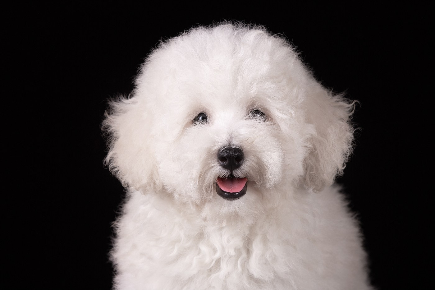 Выбираем тип съёмки (1). Фотограф-анималист Natalia Deingel | Фотосъемка собак в Москве